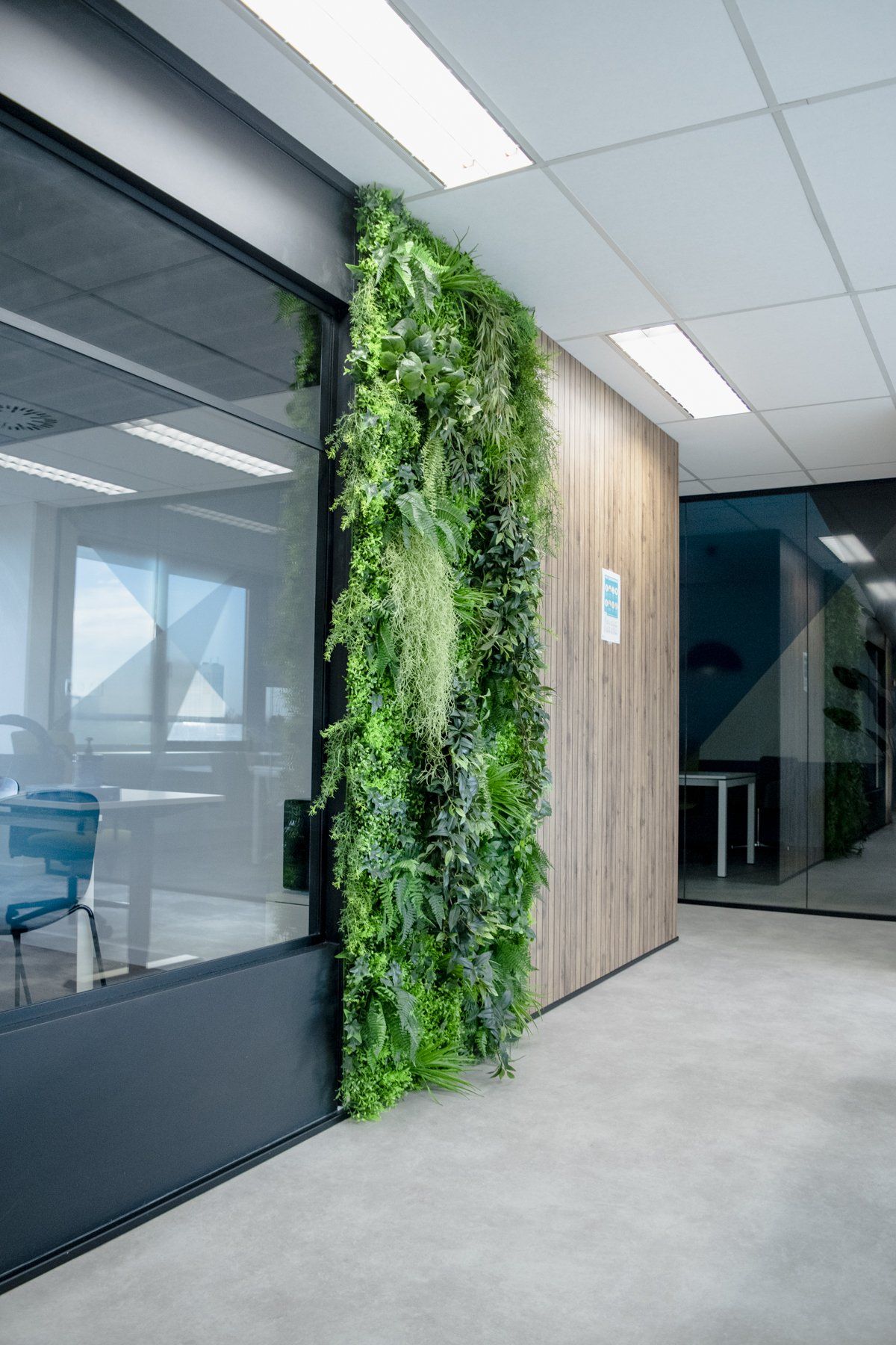 Couloir de bureau avec un mur végétal vertical bordé de cloisons vitrées et de lambris.