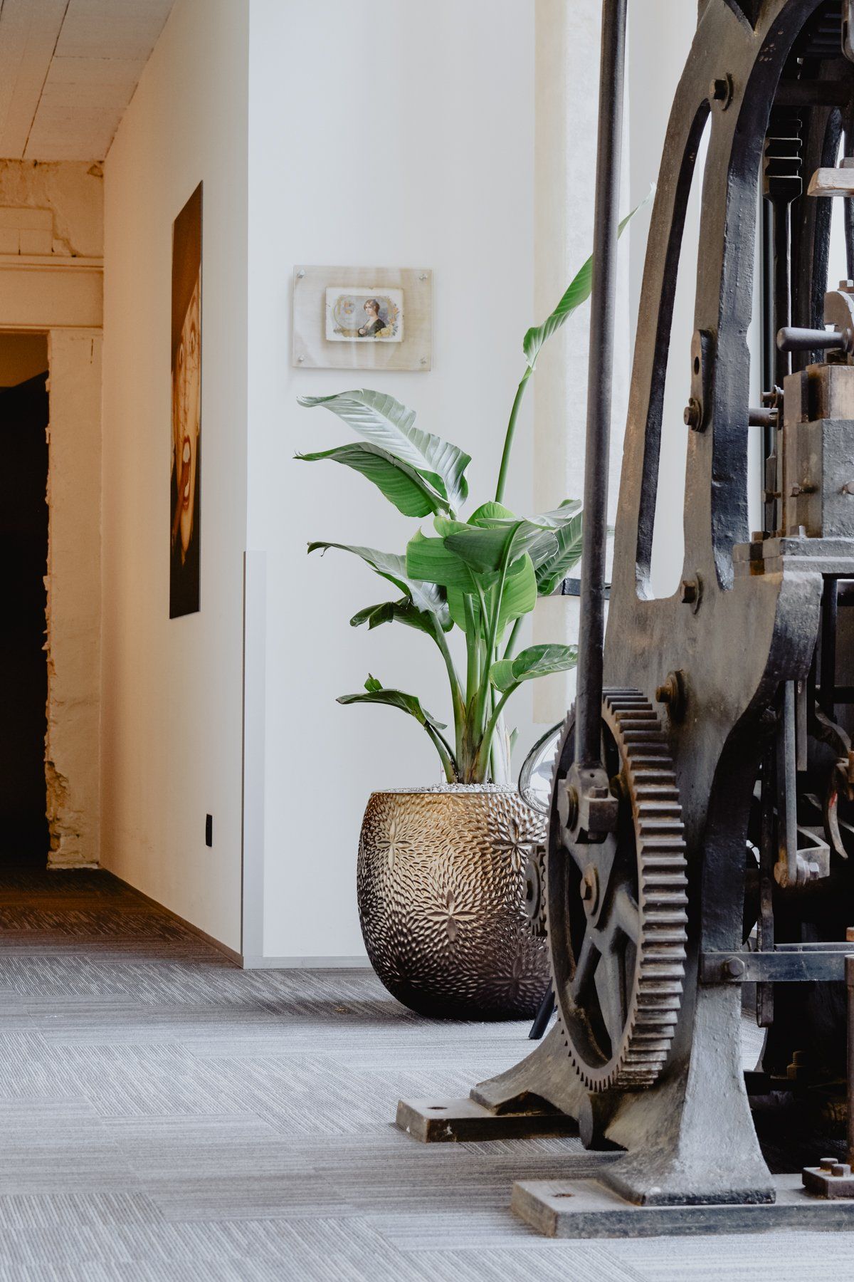 Hallway with a potted plant beside a wall and vintage exercise equipment in the foreground