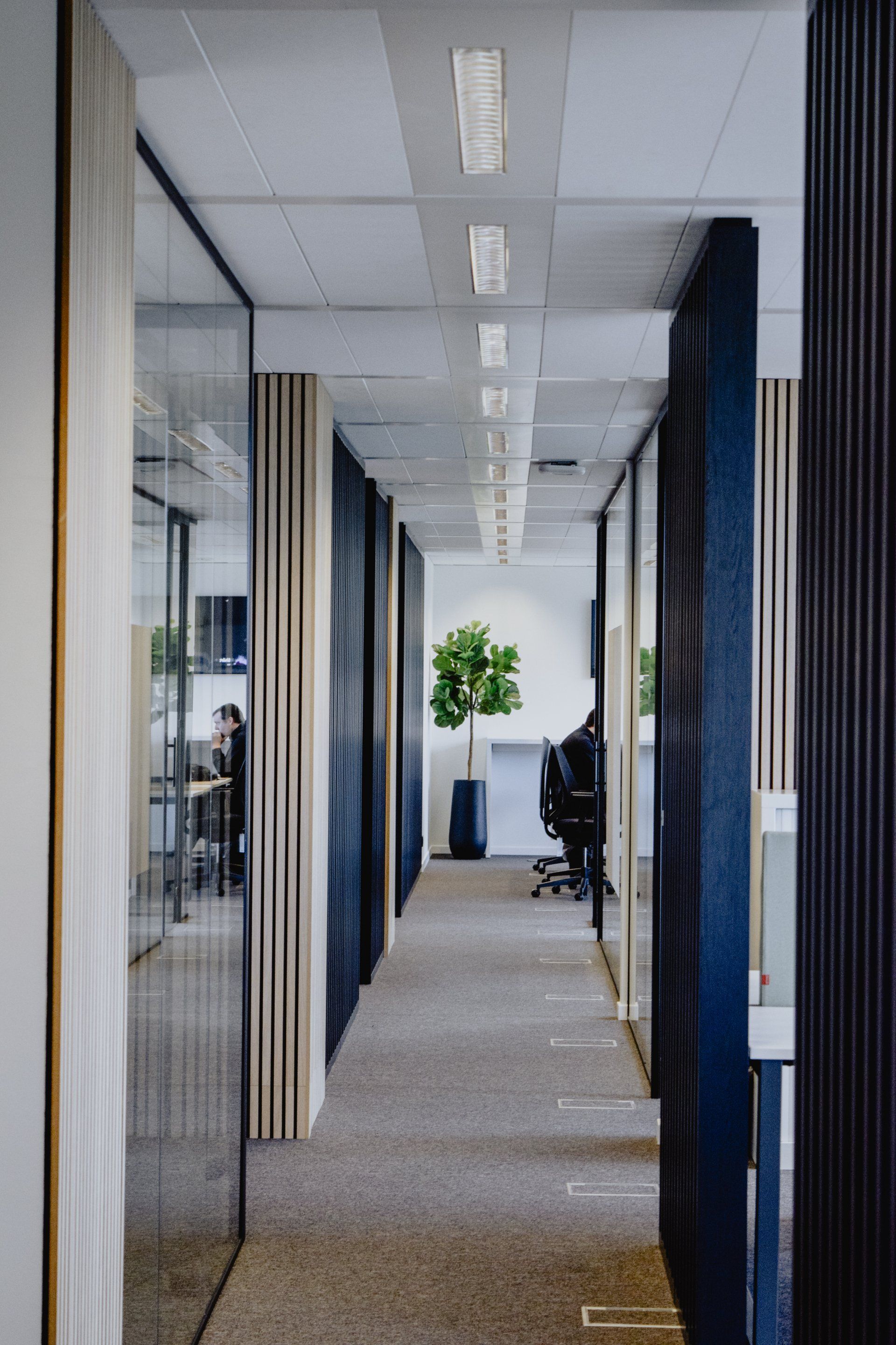 Couloir de bureaux avec pièces vitrées, moquette au sol et une plante en pot au fond.