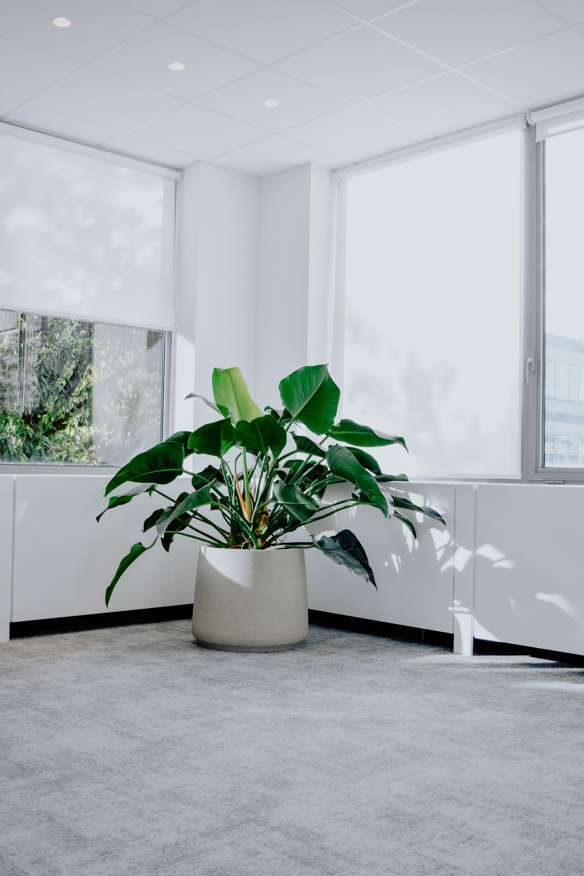 Bright room with large windows and a leafy green plant in a white pot on a gray carpet.