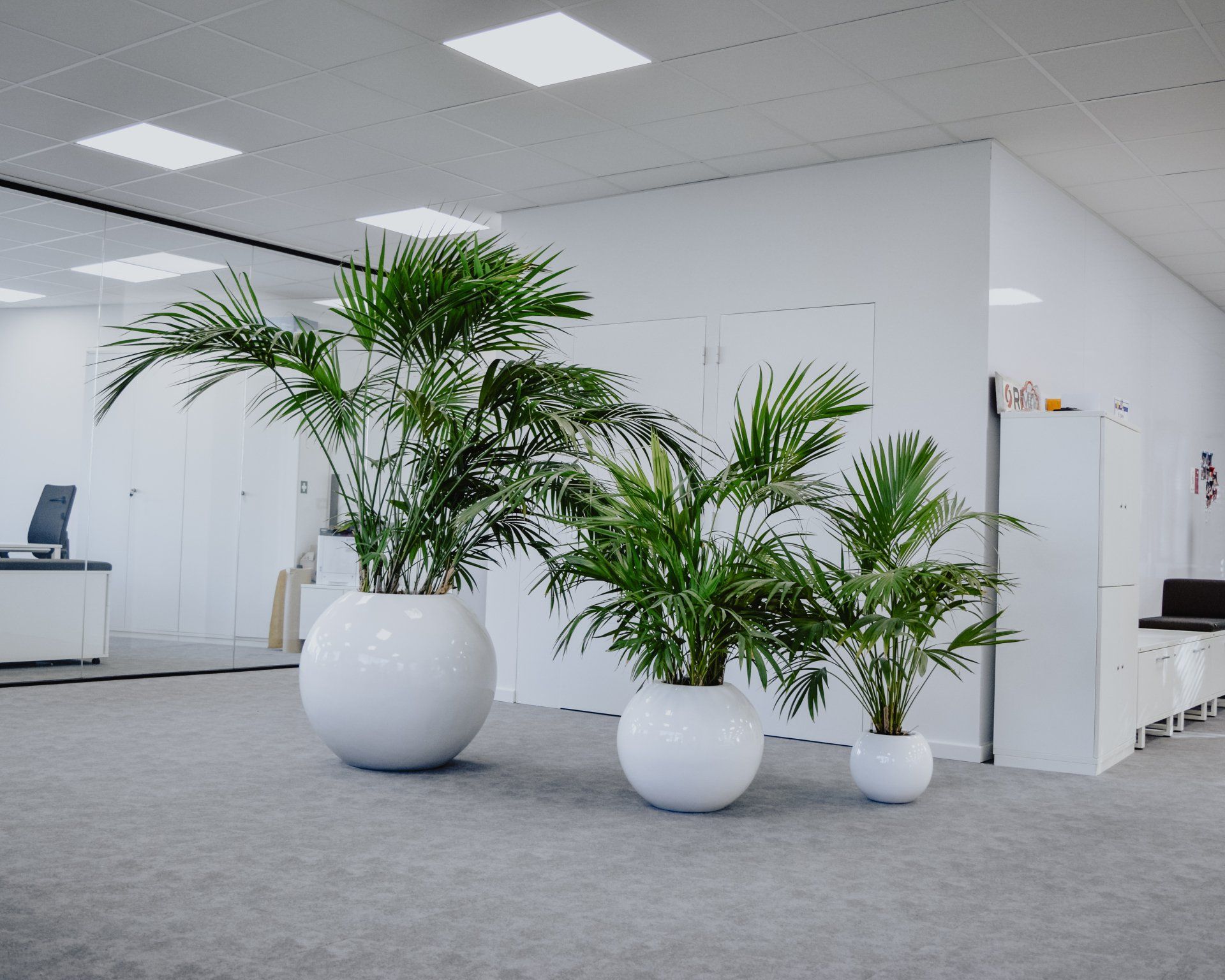 Modern office lobby with white walls, gray carpet, and three potted palm plants in white planters.