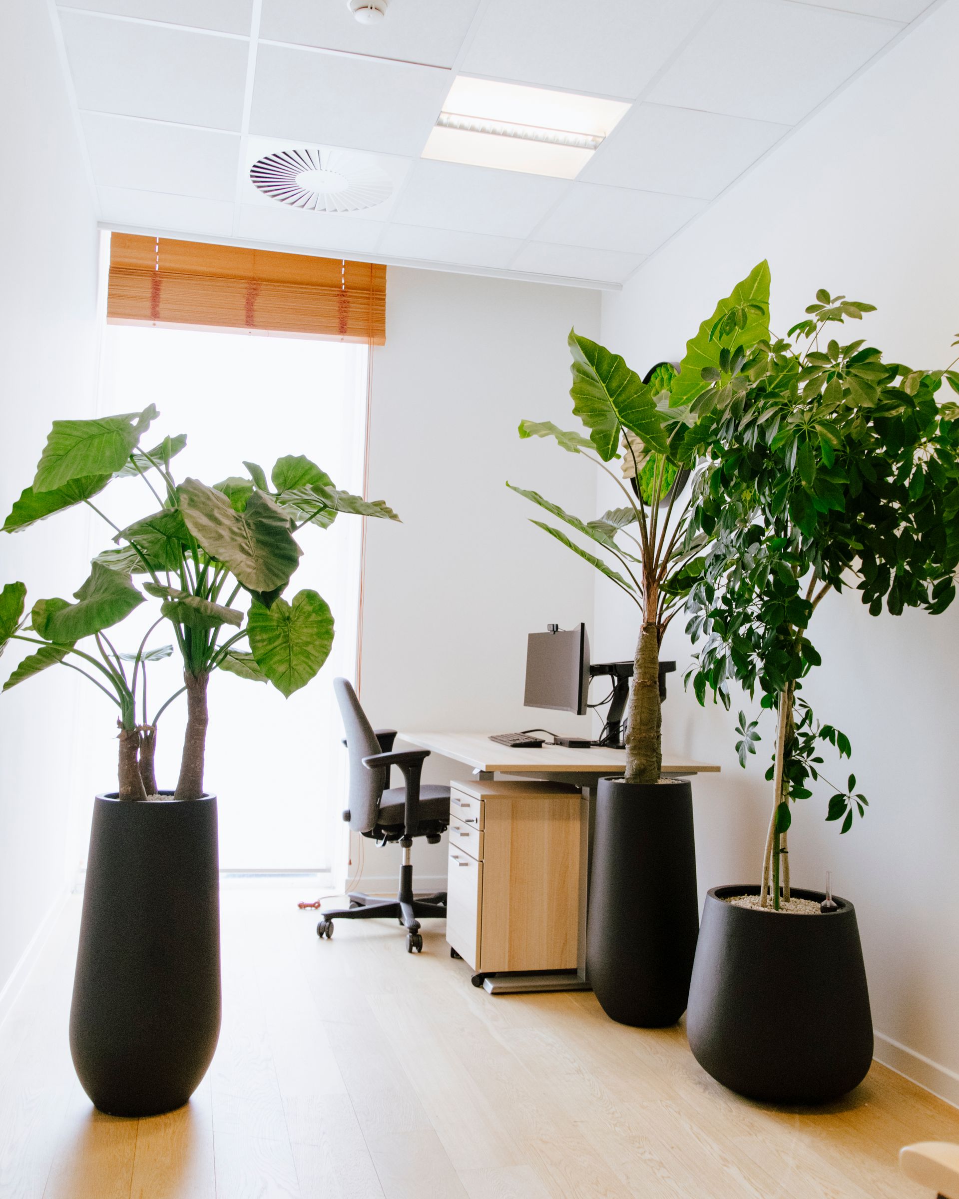 Bureau lumineux avec plantes en pot, bureau et chaises noires dans une pièce blanche.