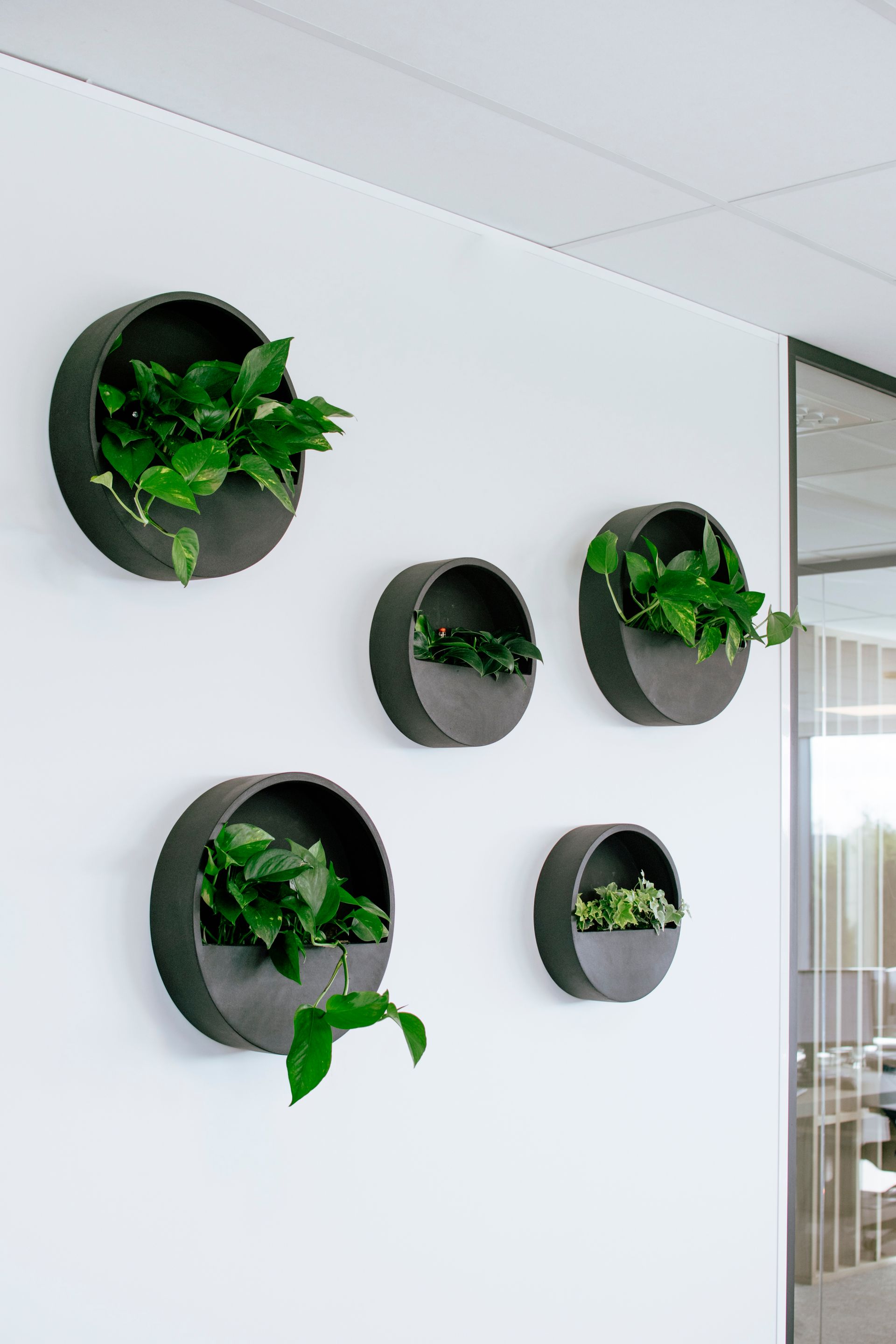 Wall-mounted black planters with green plants on a white office wall