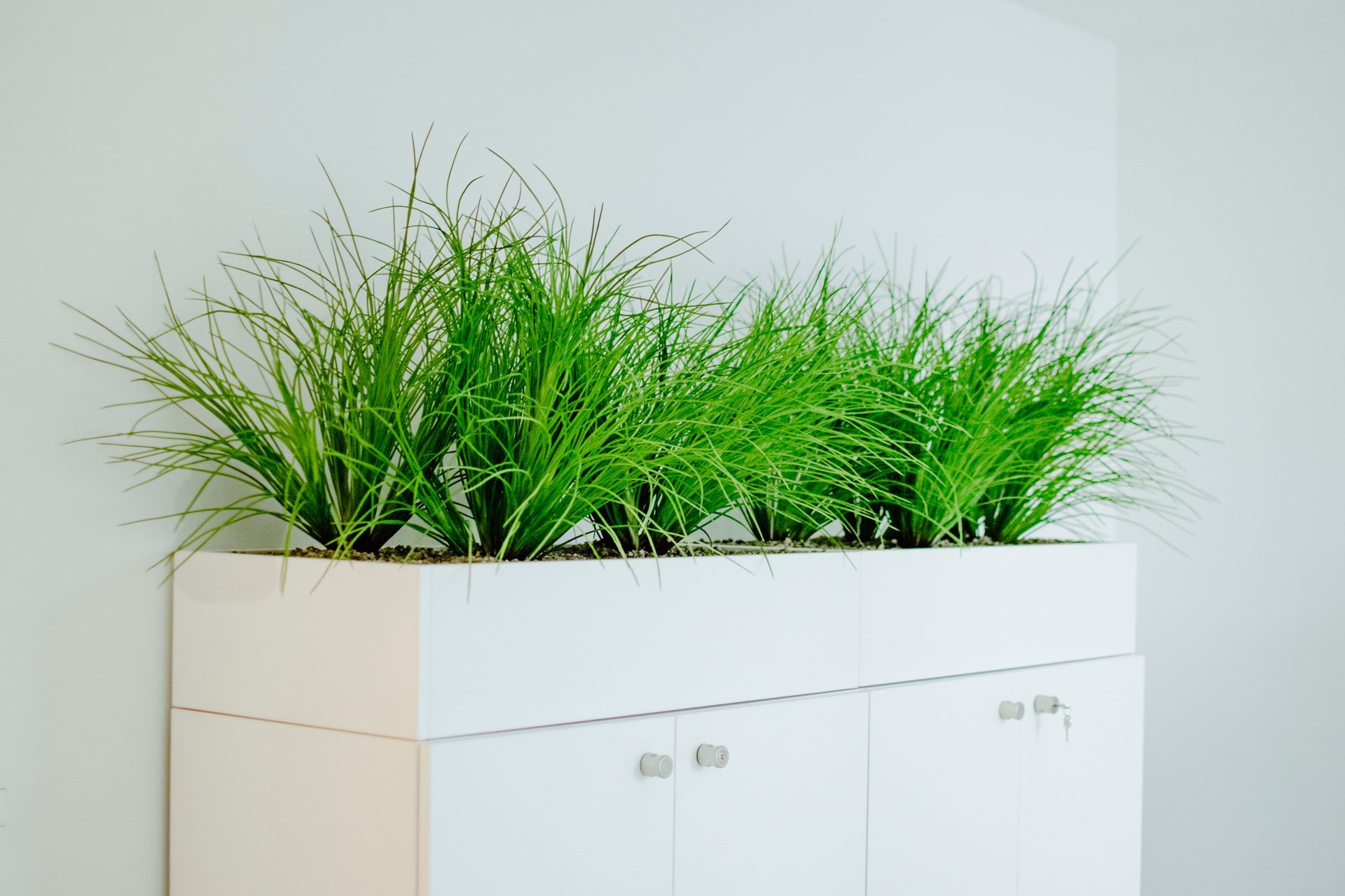 Des graminées vertes en pot sur une armoire blanche devant un mur uni