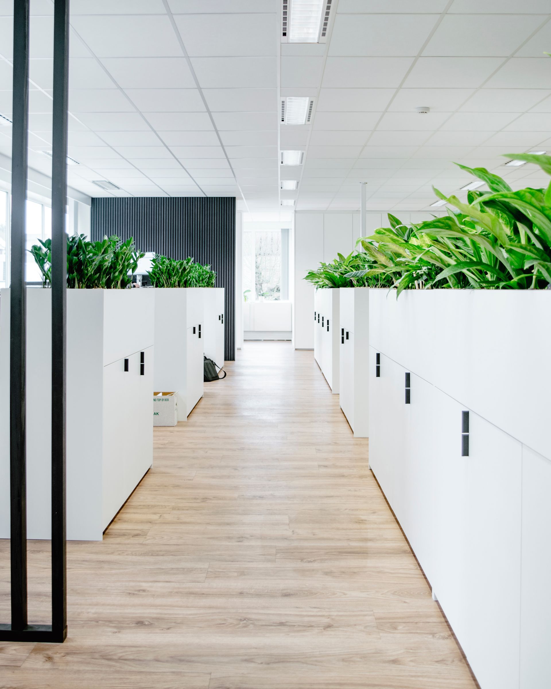 Bright office hallway with white planters of green plants and light wood flooring