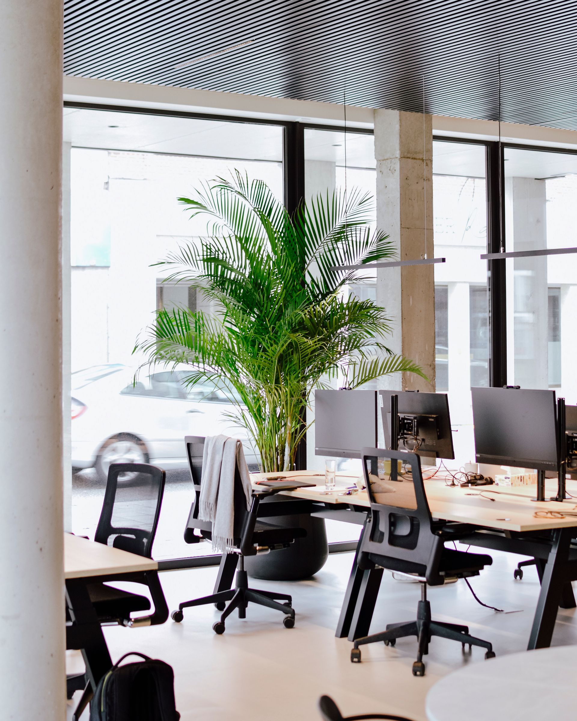 Modern office with desks, computer monitors, rolling chairs, and a large potted plant by bright windows