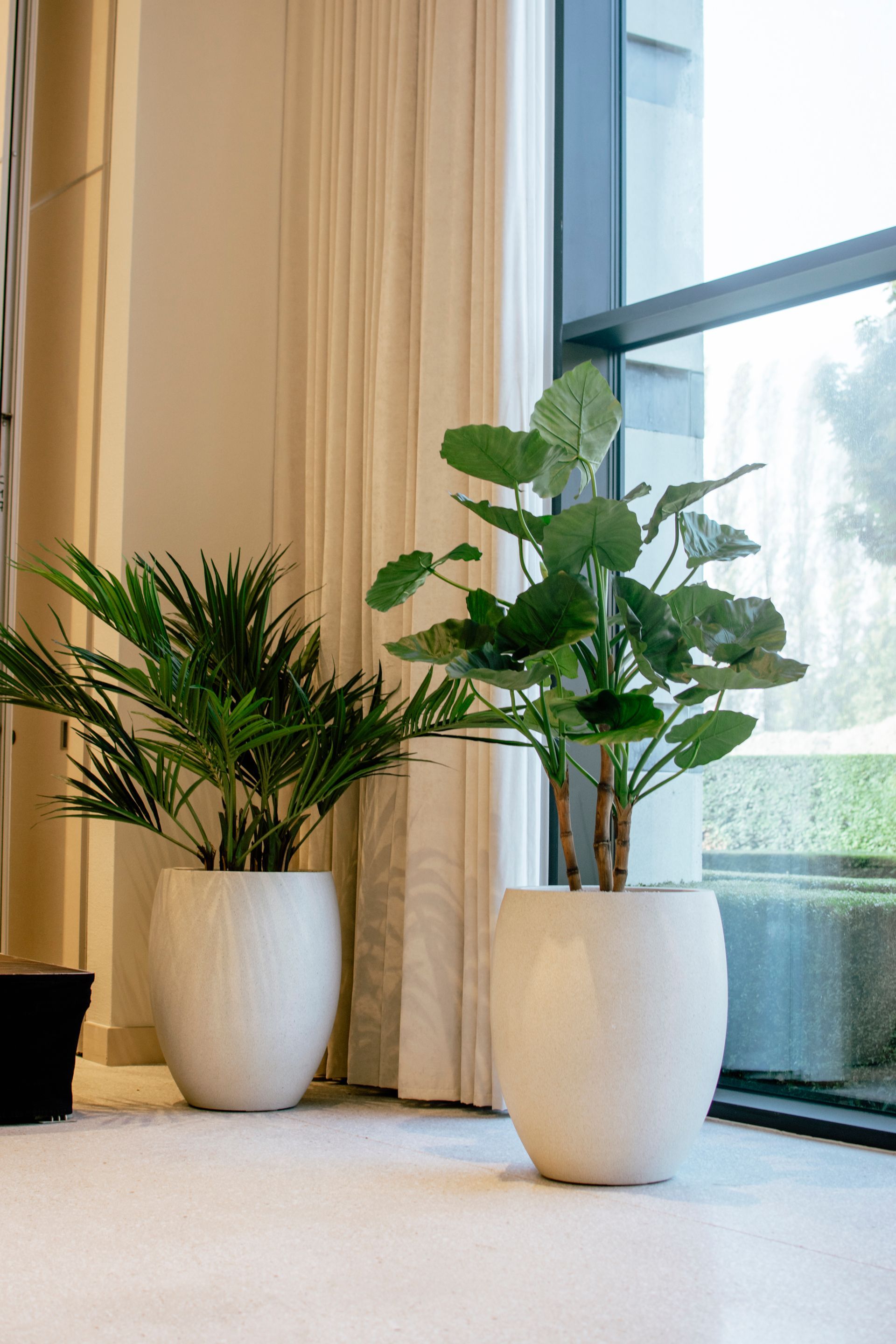 Deux plantes vertes en pot près d'une fenêtre ensoleillée avec des rideaux beiges.
