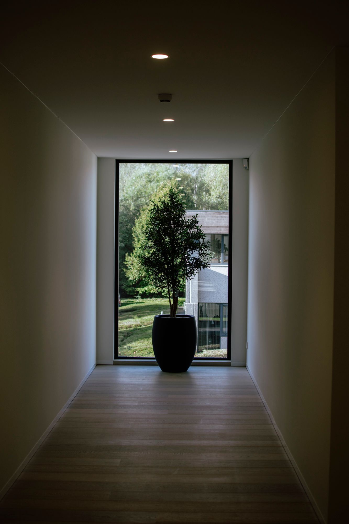 Couloir minimaliste avec parquet, spots encastrés et une plante en pot près d'une grande fenêtre donnant sur la verdure.