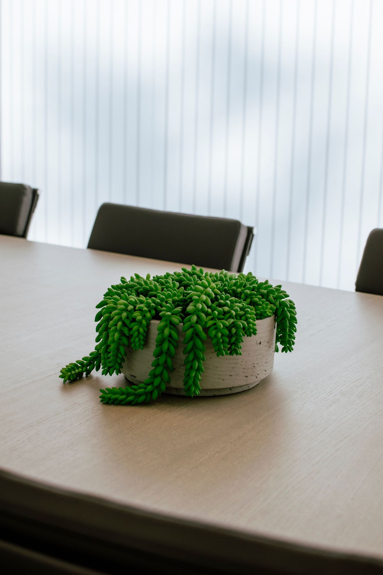Petite plante grasse en pot aux feuilles vertes retombantes, posée sur une table de salle de conférence près de fenêtres dépolies.