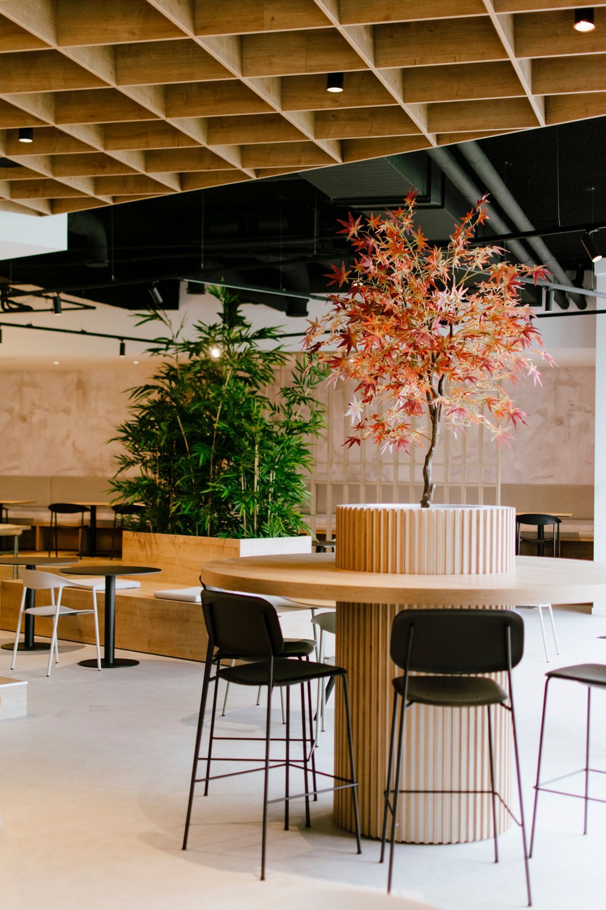 Modern café seating with round table, black stools, and a tall tree centerpiece indoors
