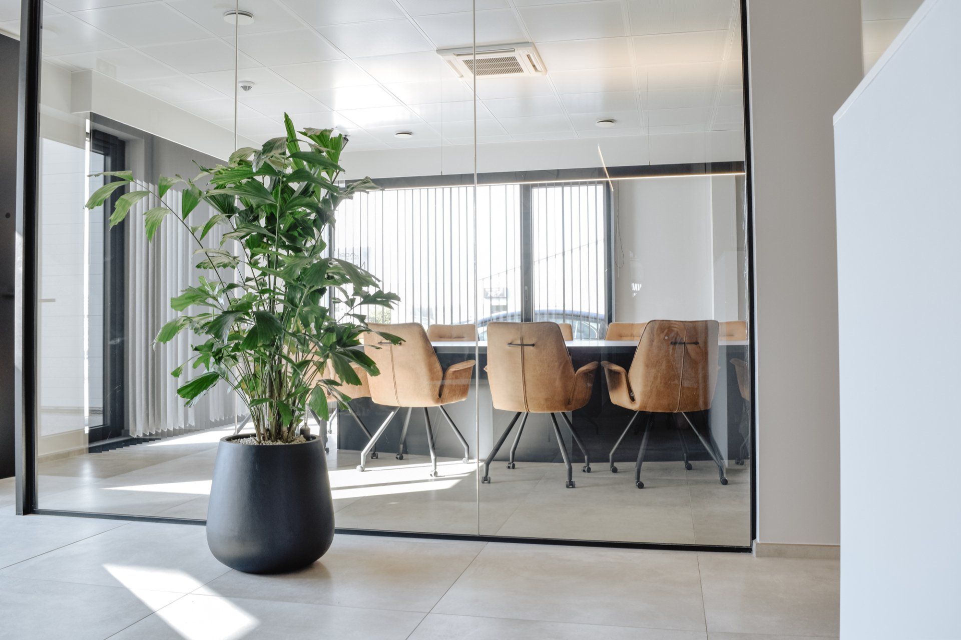 Modern office conference room with glass walls, wooden chairs, and a potted plant in the foreground