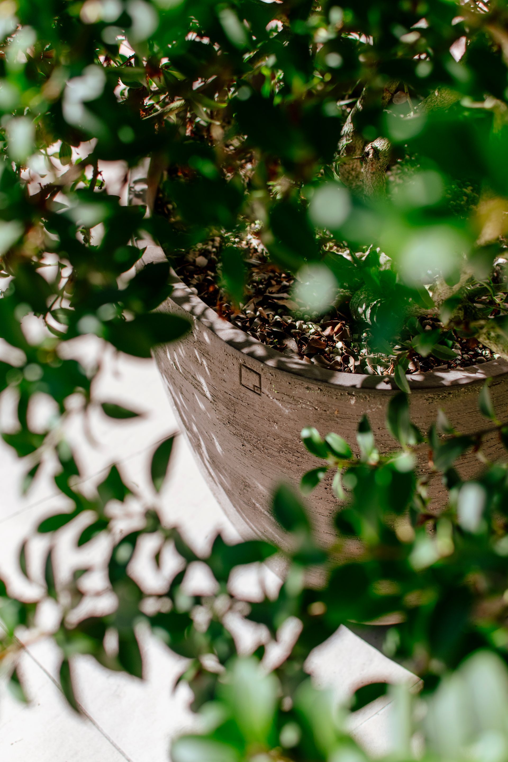 Potted plant with lush green leaves hanging in bright sunlight