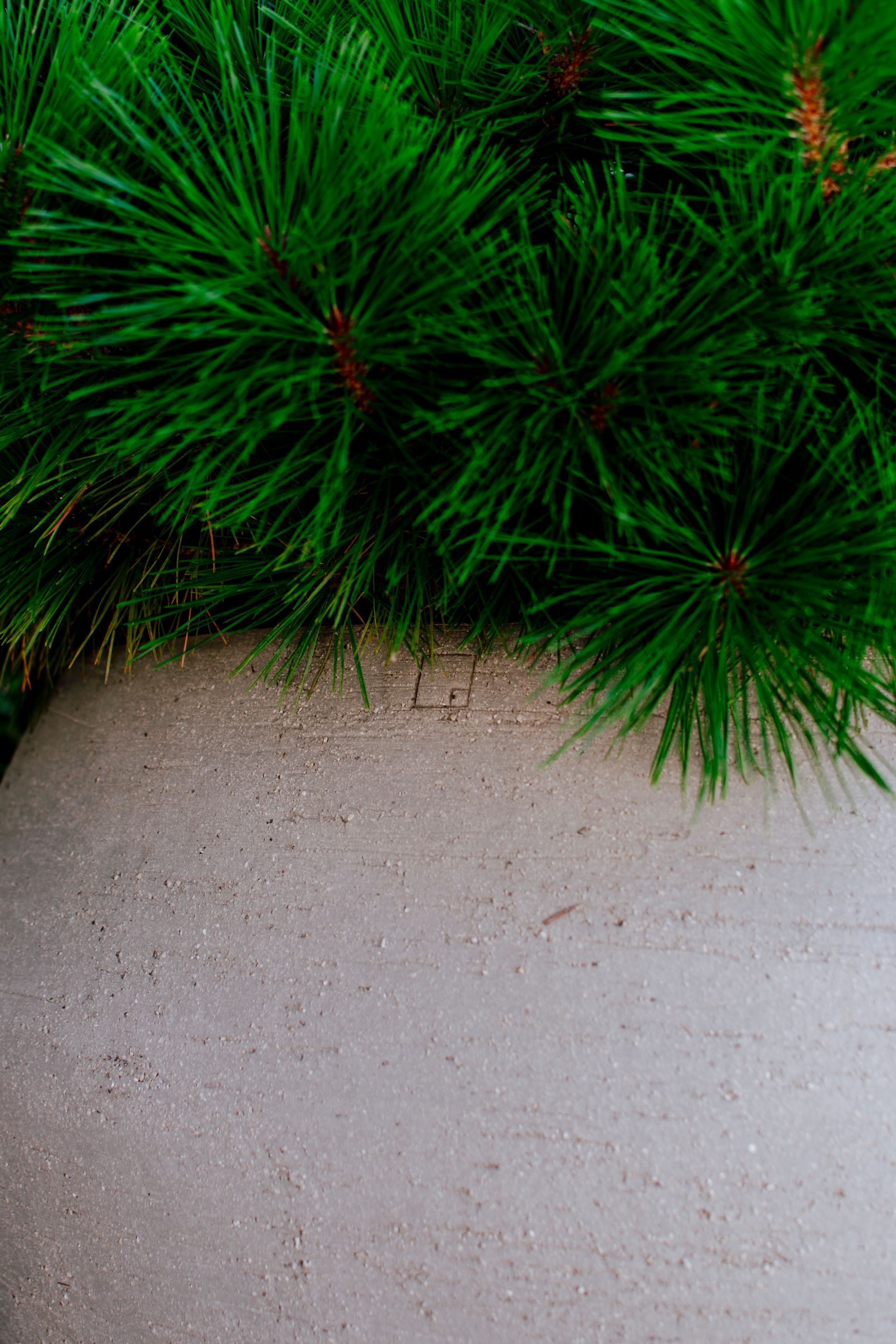 Green pine branches hanging over a pale concrete wall.