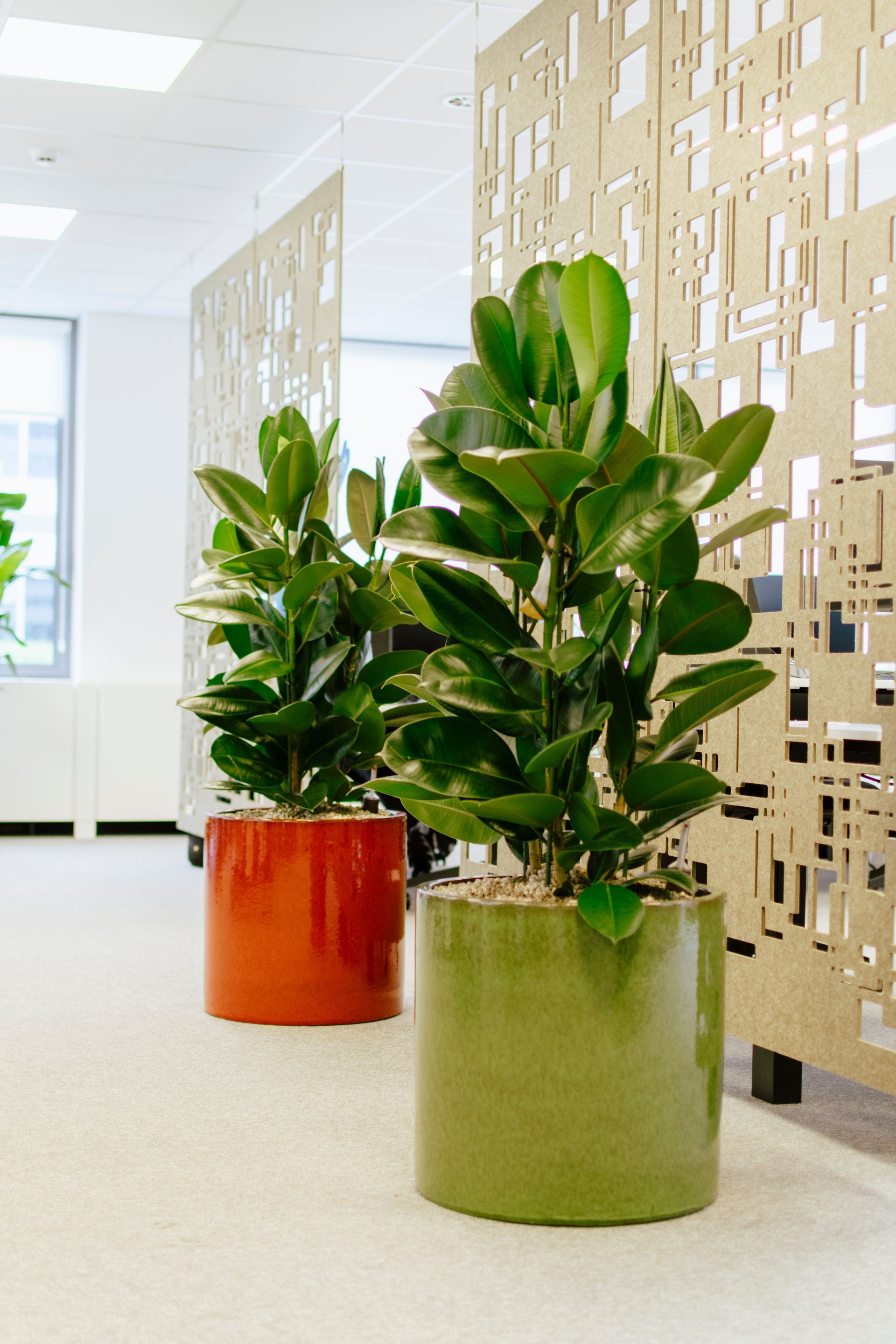 Two potted green plants in a bright hallway, one in a red pot and one in a green pot.