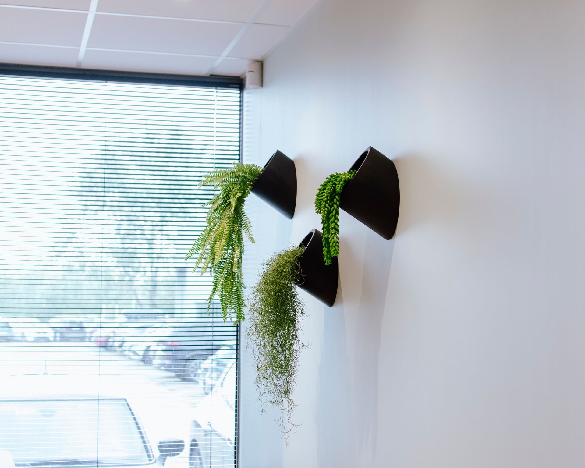 Trois jardinières murales noires avec des plantes retombantes vertes à côté d'un store lumineux