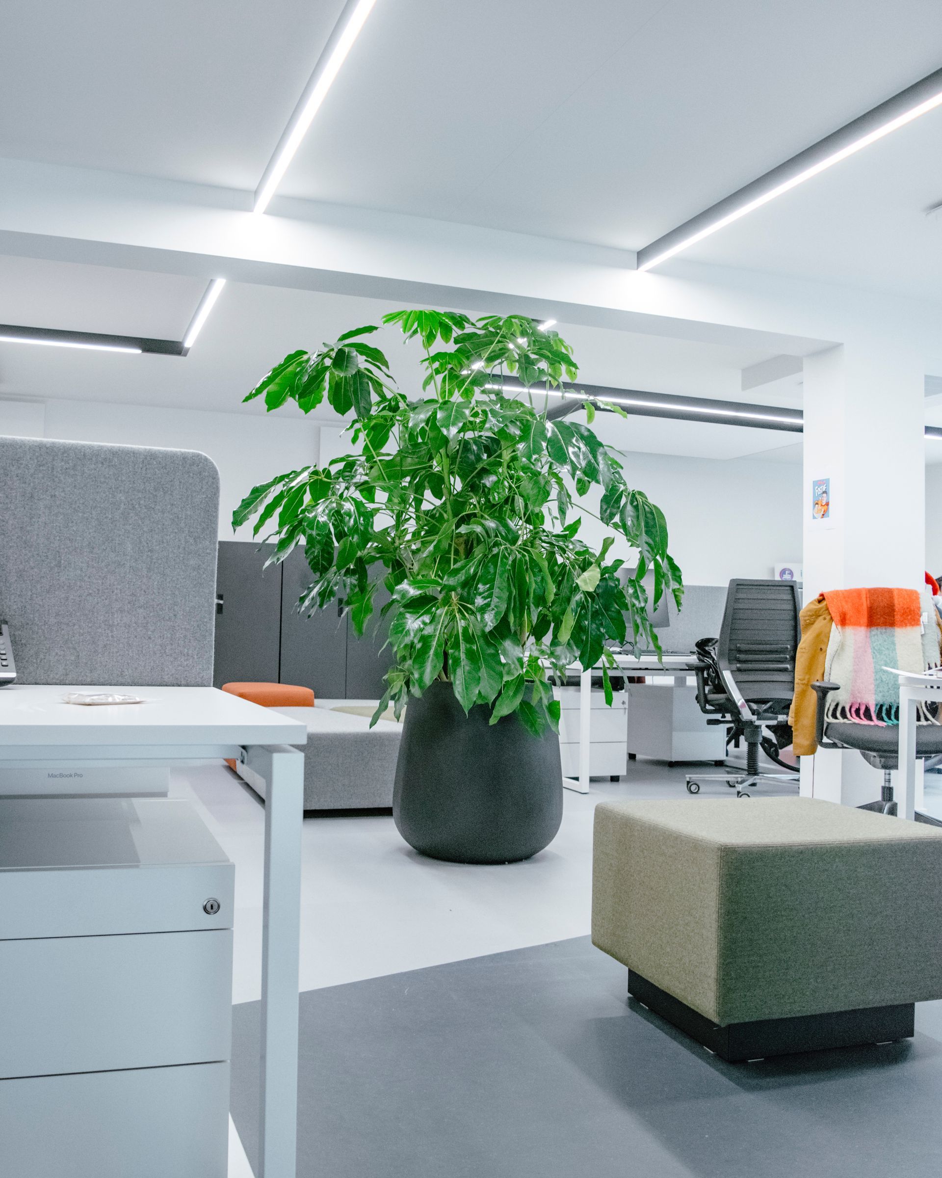 Salon de bureau moderne avec bureaux blancs, chaises grises et une grande plante verte en pot.
