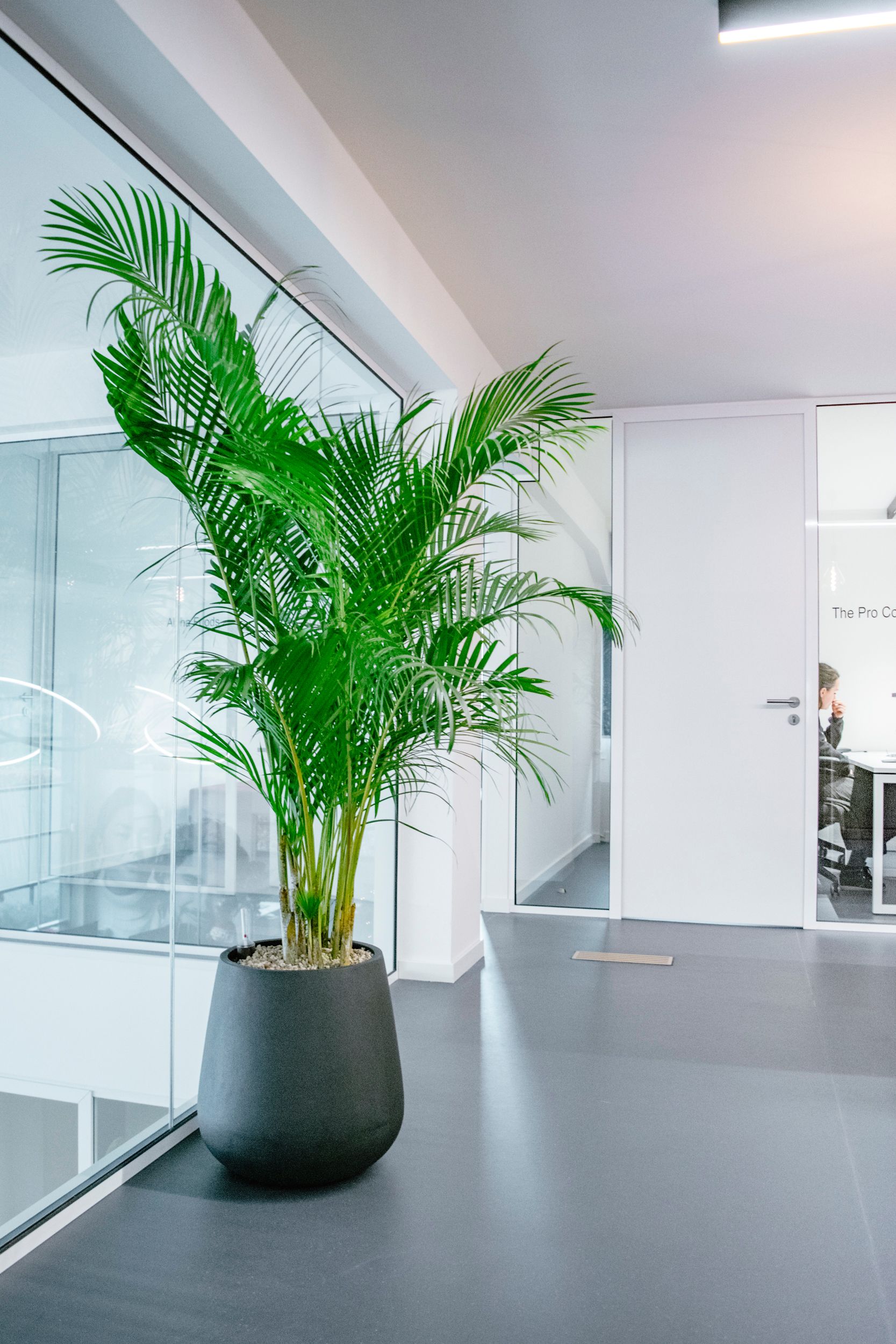Potted palm in a modern office hallway with glass walls and gray flooring
