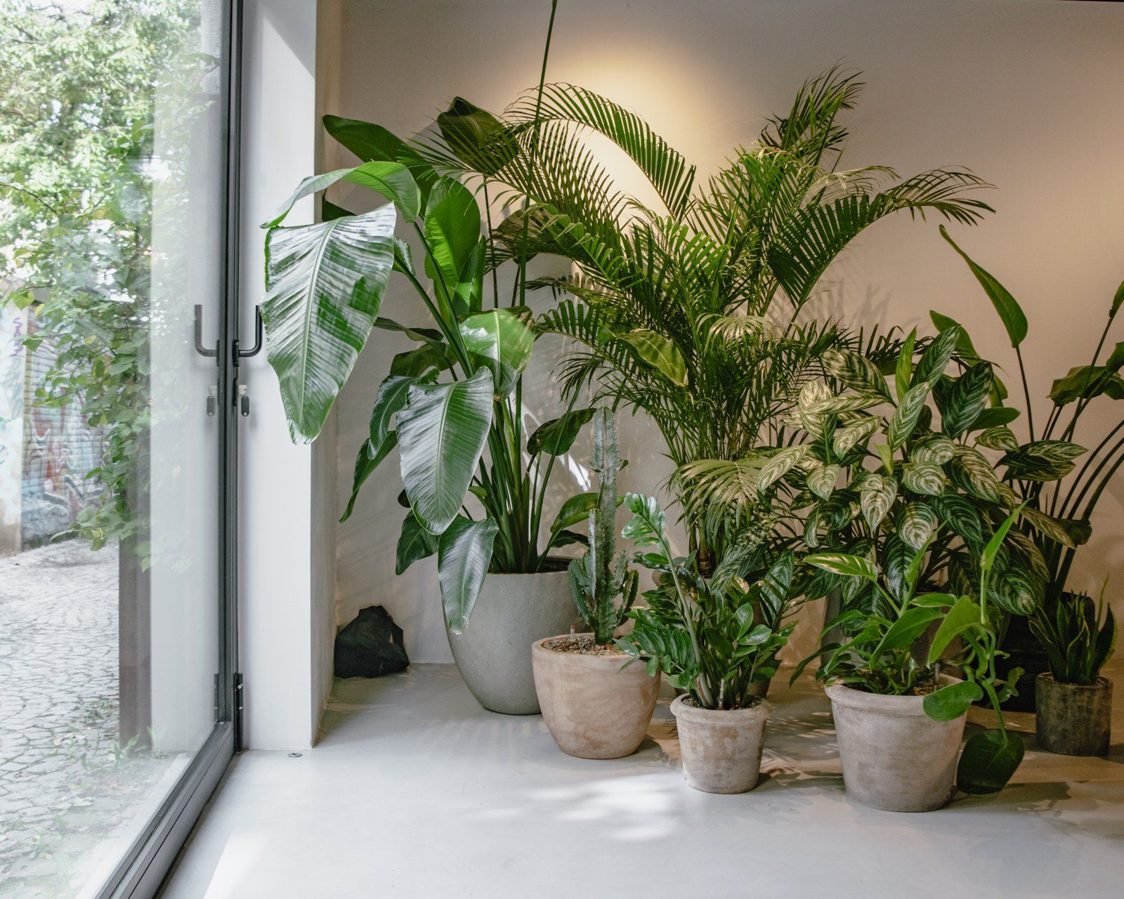 Indoor corner with several potted green houseplants beside a glass door