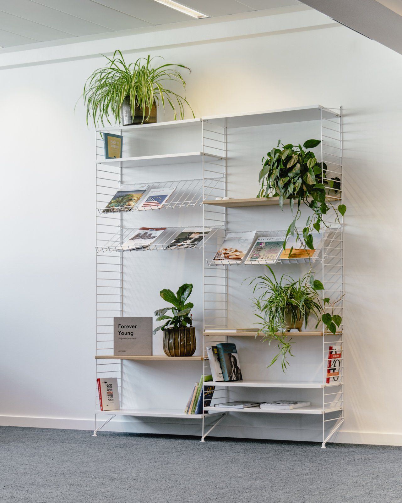 White wire display shelf with plants and brochures in a bright room