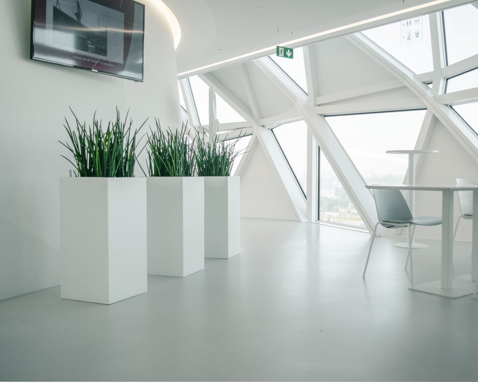 Bright modern office with white desks, tall potted plants, and large windows in a minimalist space