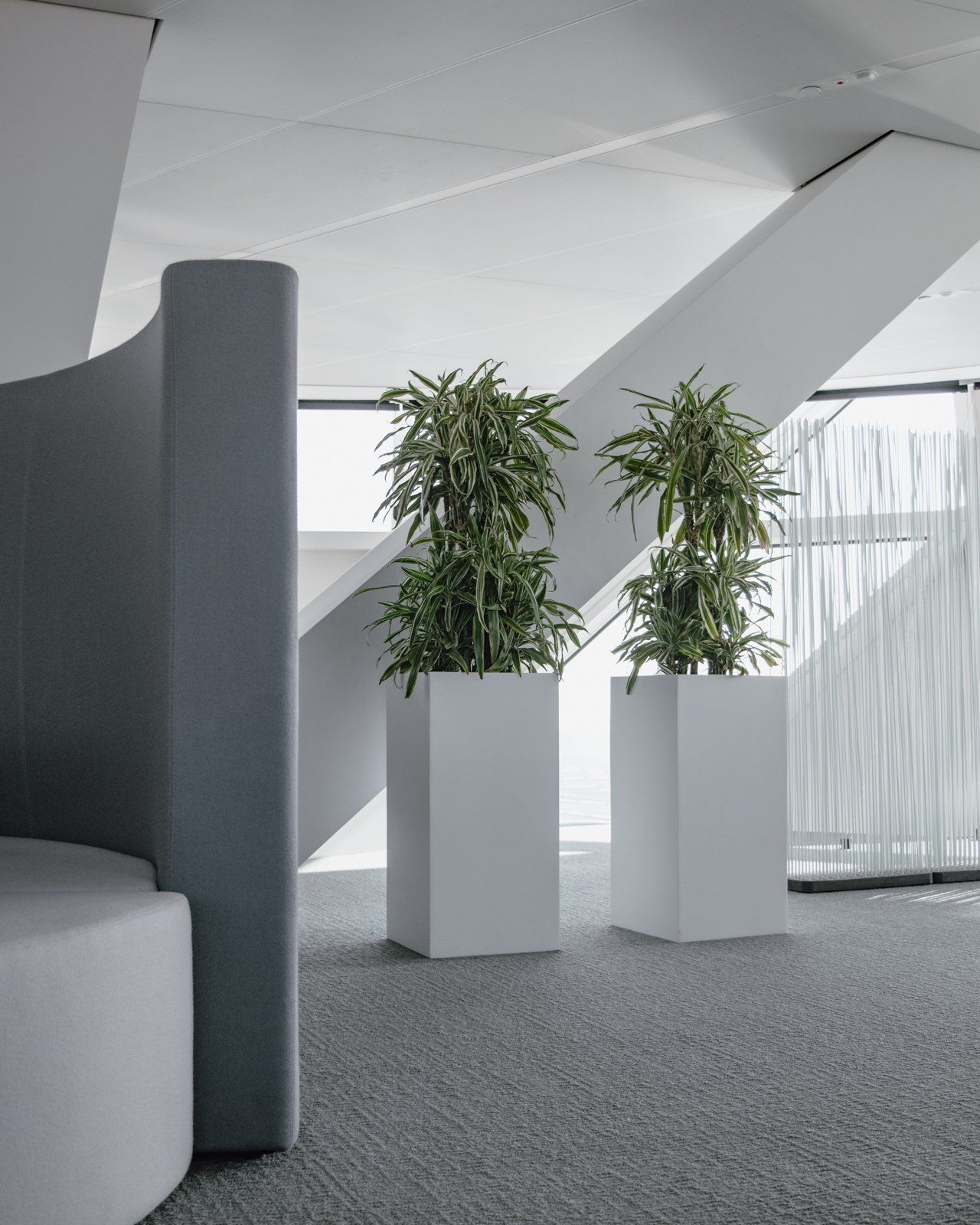 Modern office lounge with two potted plants on white pedestals near a gray partition