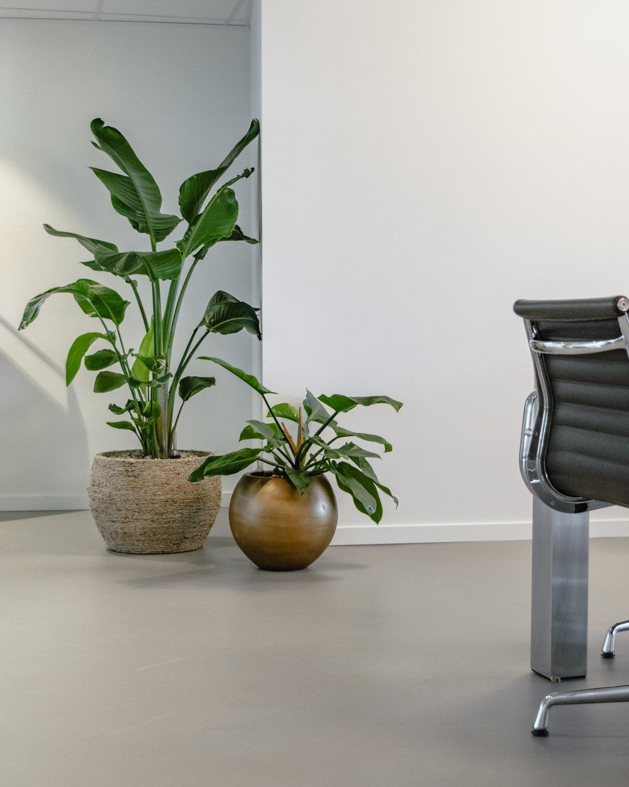 Modern office corner with two potted green plants beside a black chair and white wall