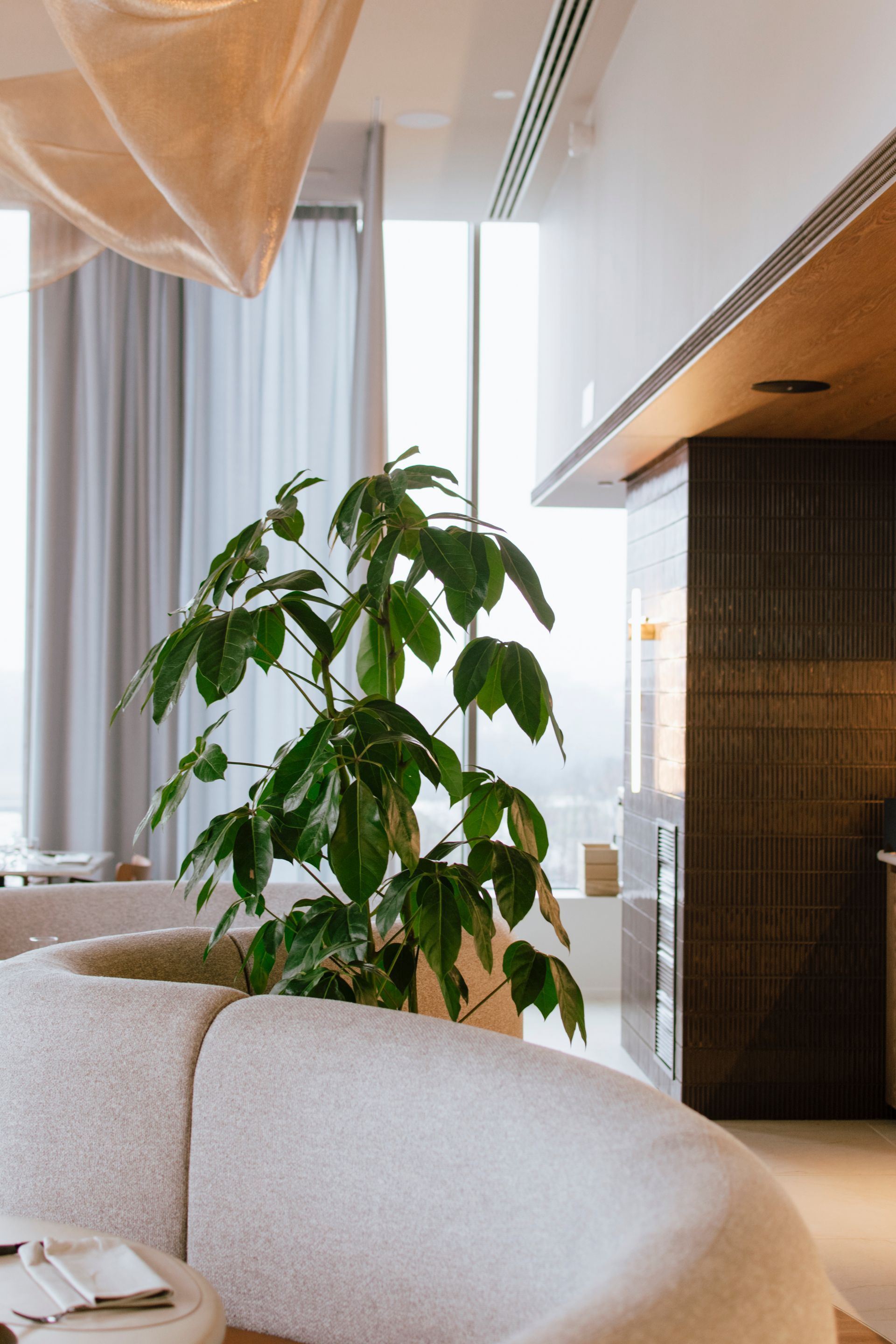 Modern living room with a beige sofa, tall potted plant, and large windows with curtains