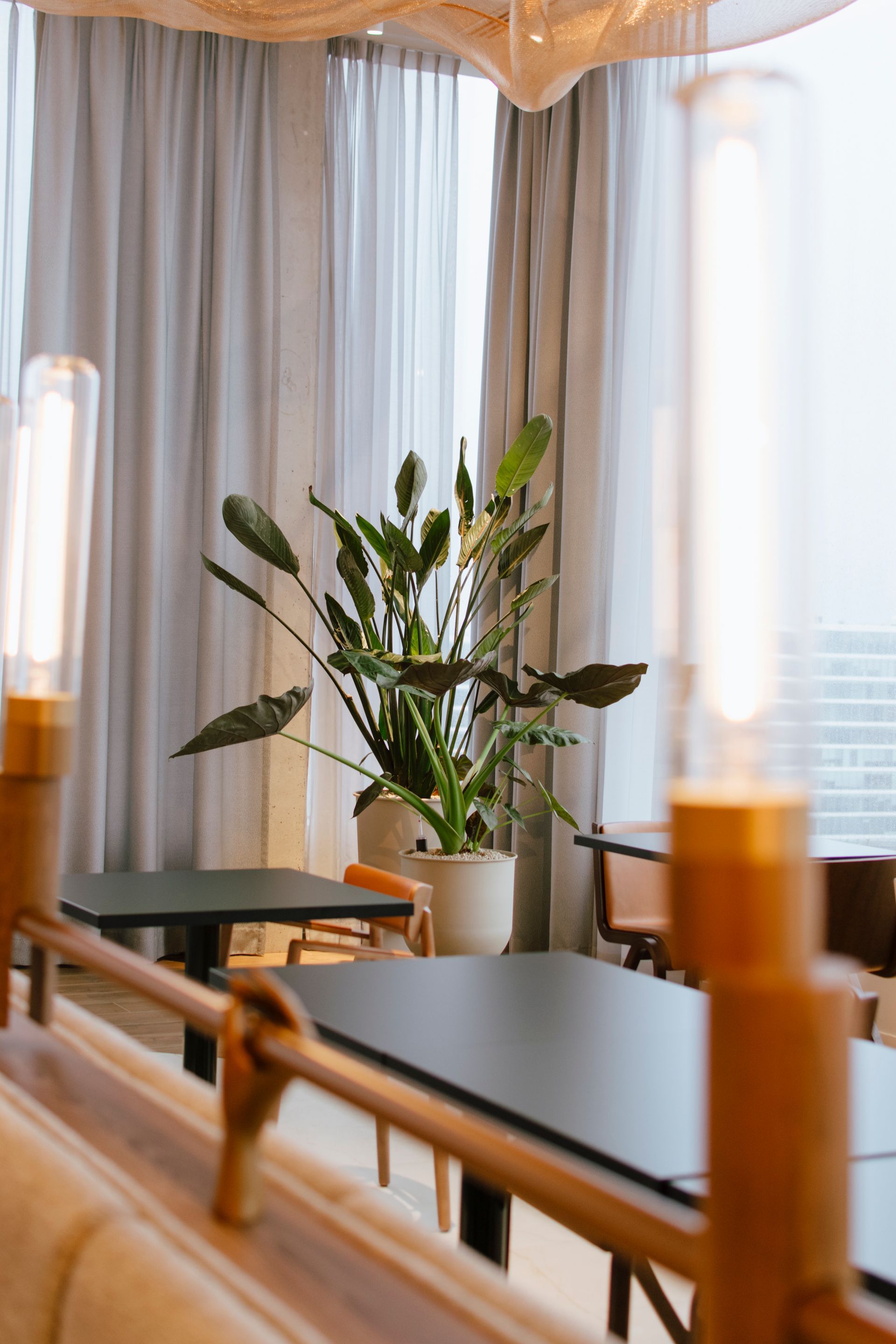 Bright modern room with curtains, a potted plant, and black tables by a window