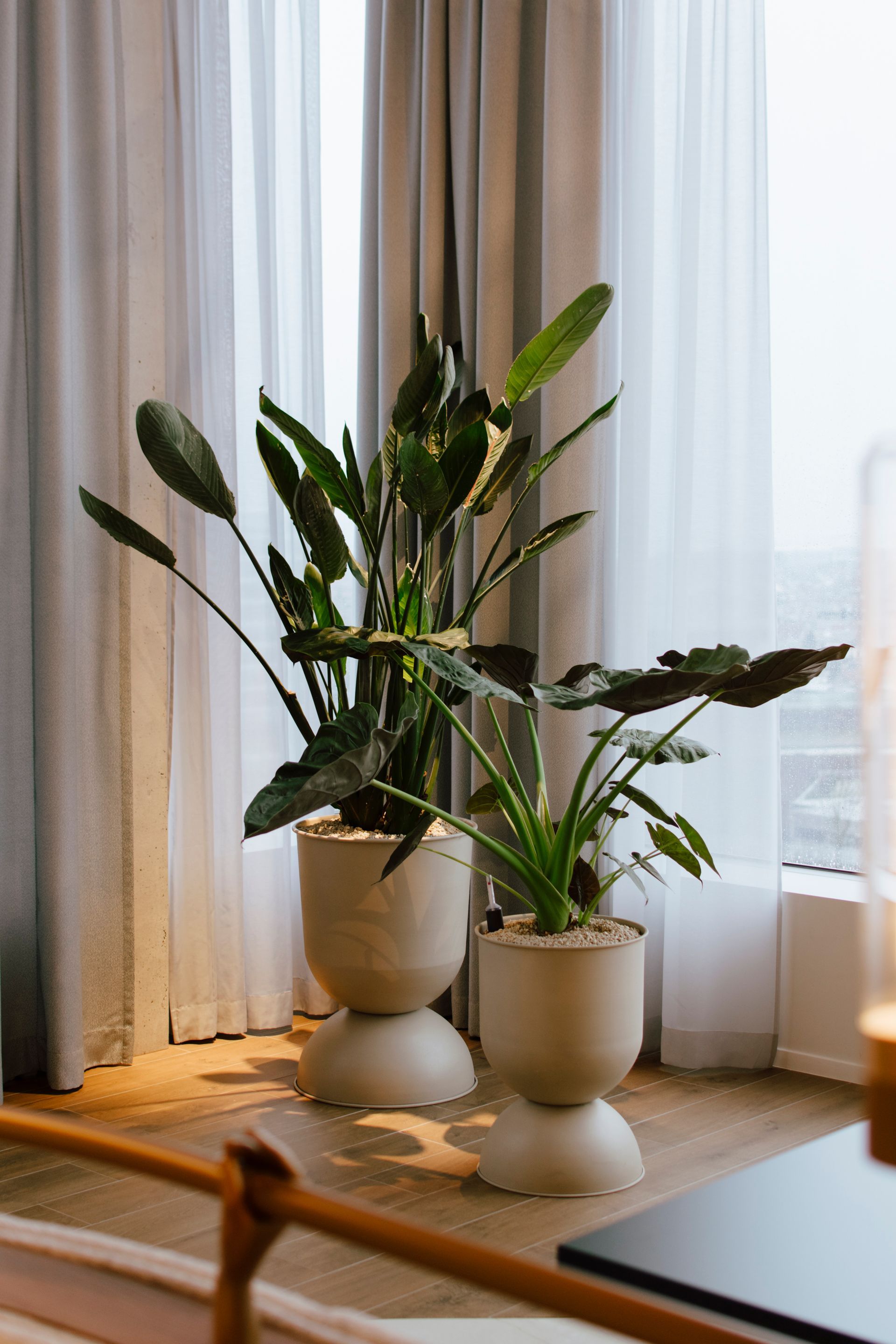 Deux plantes vertes en pot près d'une fenêtre aux rideaux légers et à la lumière chaude de l'intérieur