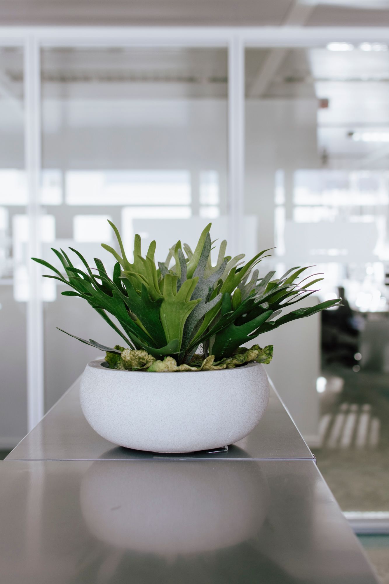 Petite plante verte en pot dans un bol en céramique blanche sur une table de bureau réfléchissante