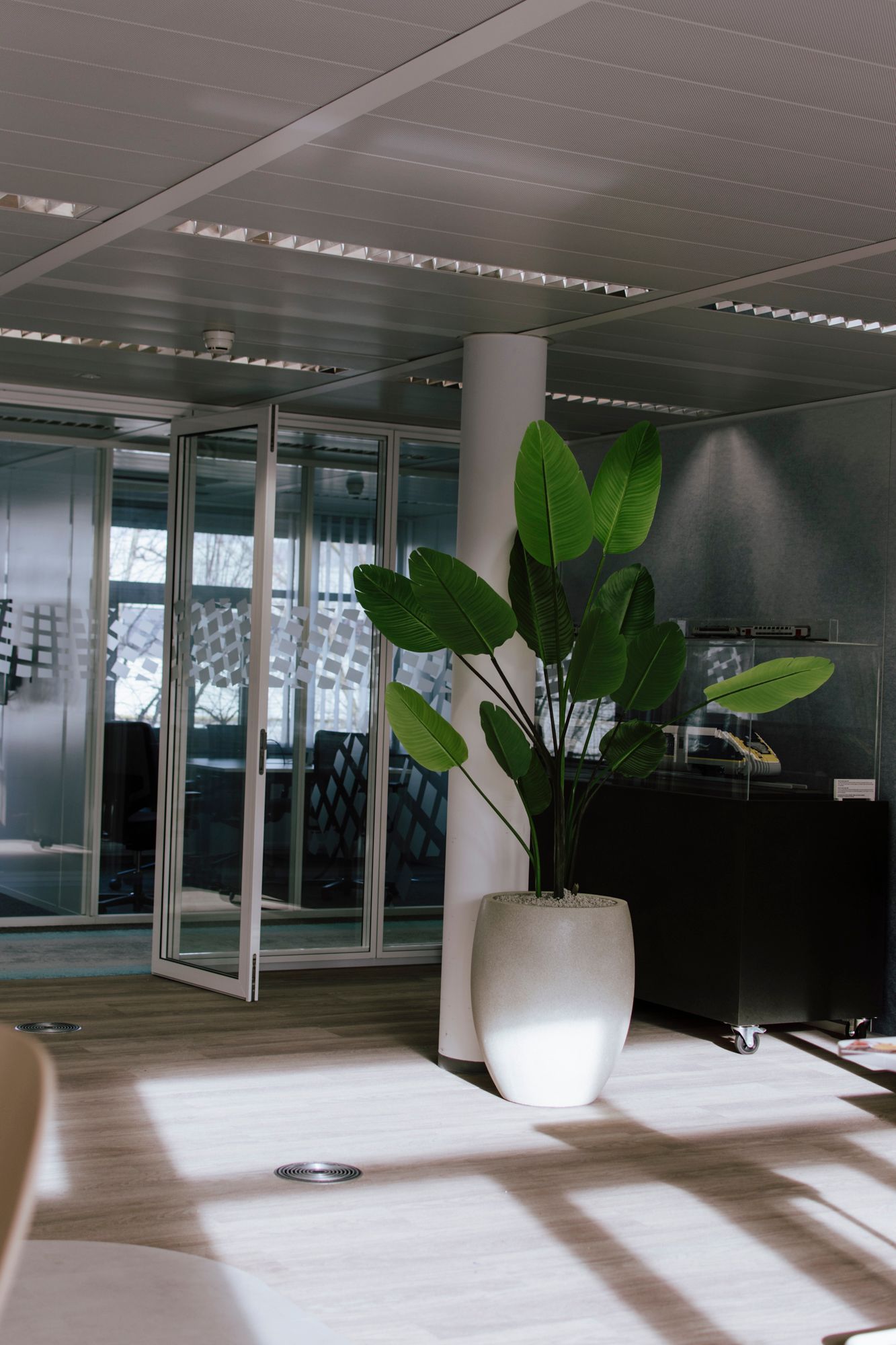Hall d'entrée moderne avec portes vitrées, lumière du soleil au sol et une grande plante en pot