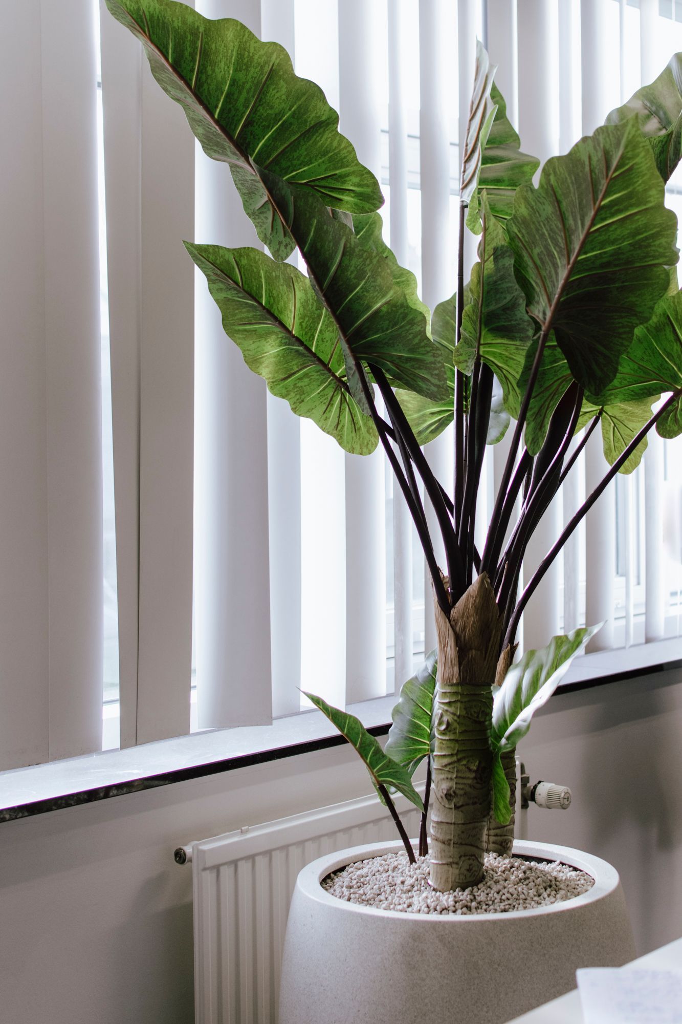 Grande plante d'intérieur en pot aux larges feuilles vertes, placée près d'une fenêtre et d'un radiateur.