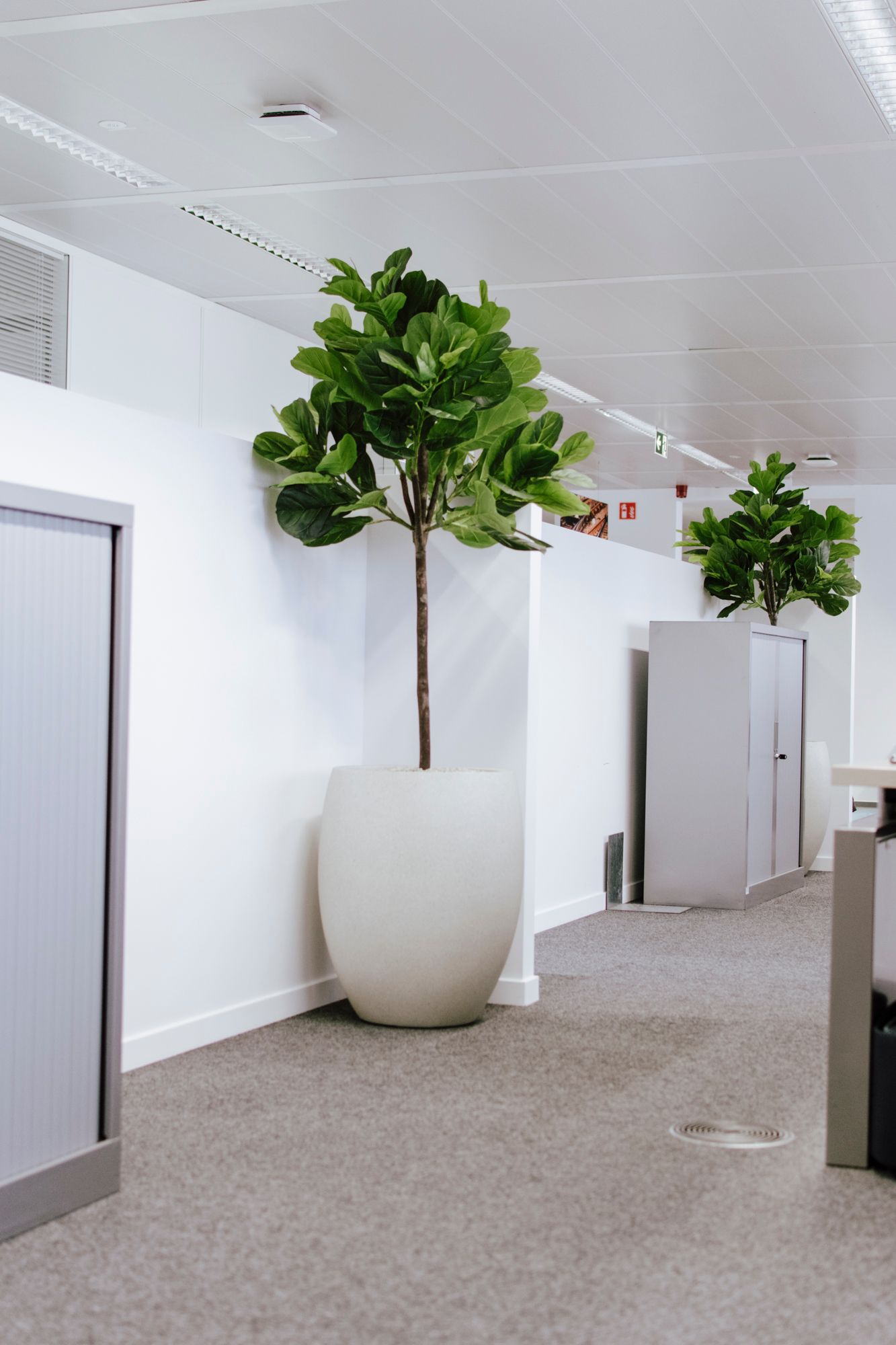 Couloir de bureau avec arbres en pot et cloisons grises sous un plafond blanc