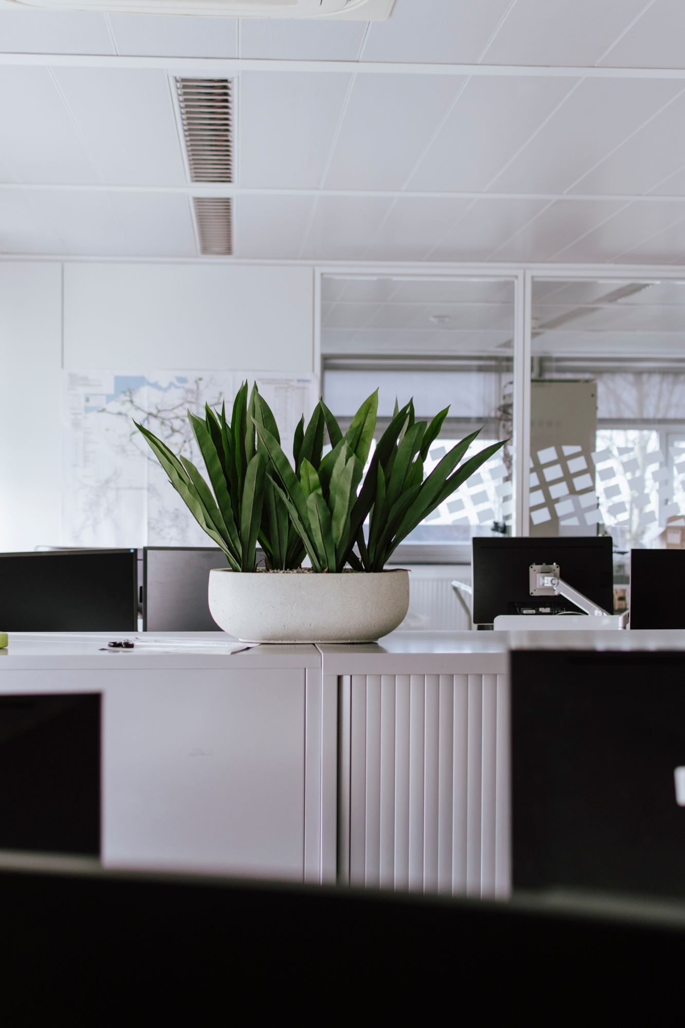 Bureau moderne avec une plante serpent en pot au centre