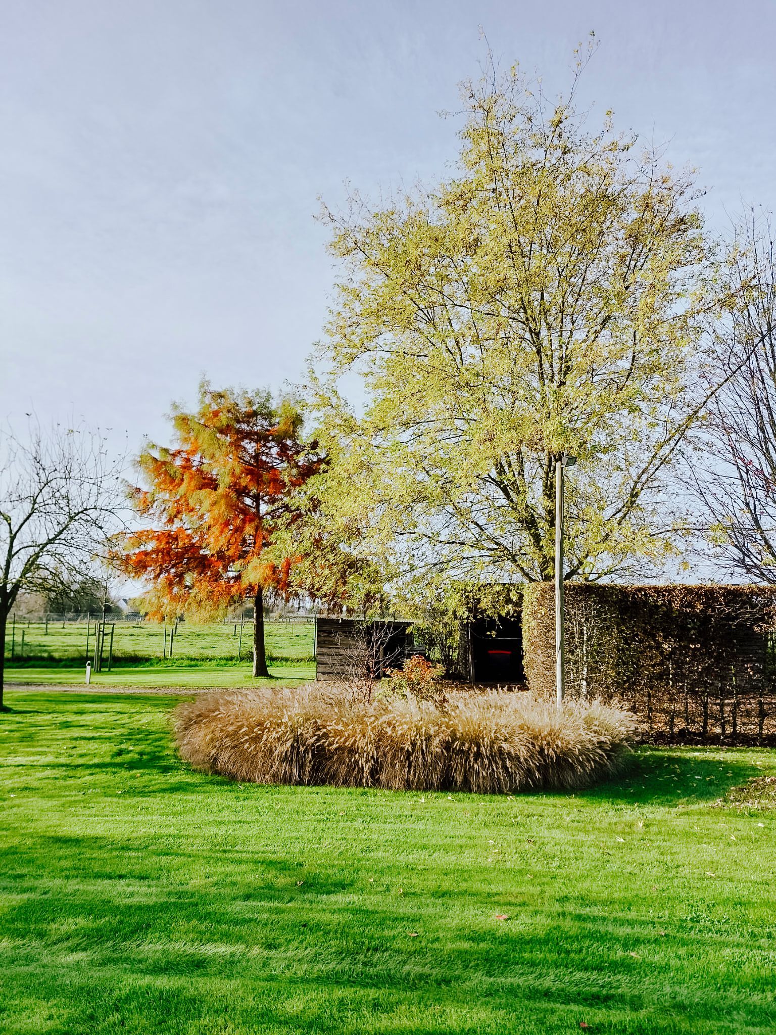 Autumn park with green lawn, yellow and orange trees, and a small hedge under a clear sky