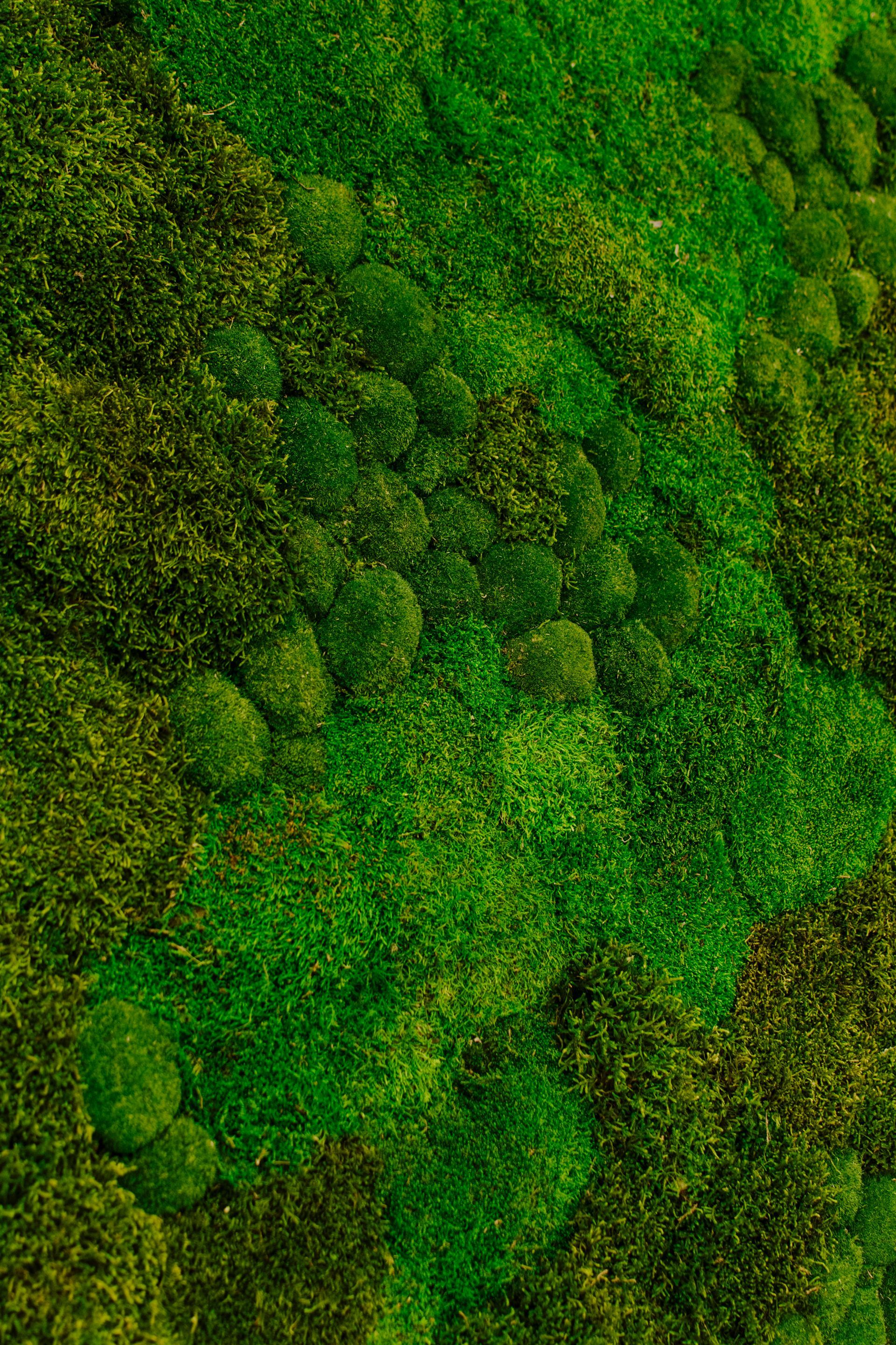Mousse ou feuillage vert dense recouvrant une surface texturée