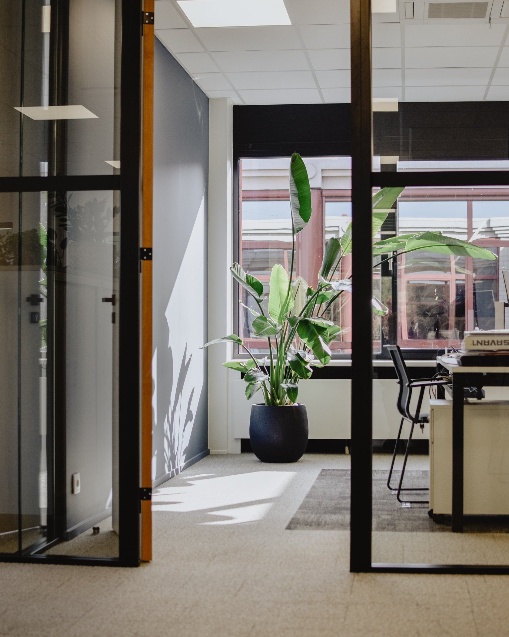Modern office hallway with glass partitions, carpeted floor, and a potted plant by a window.