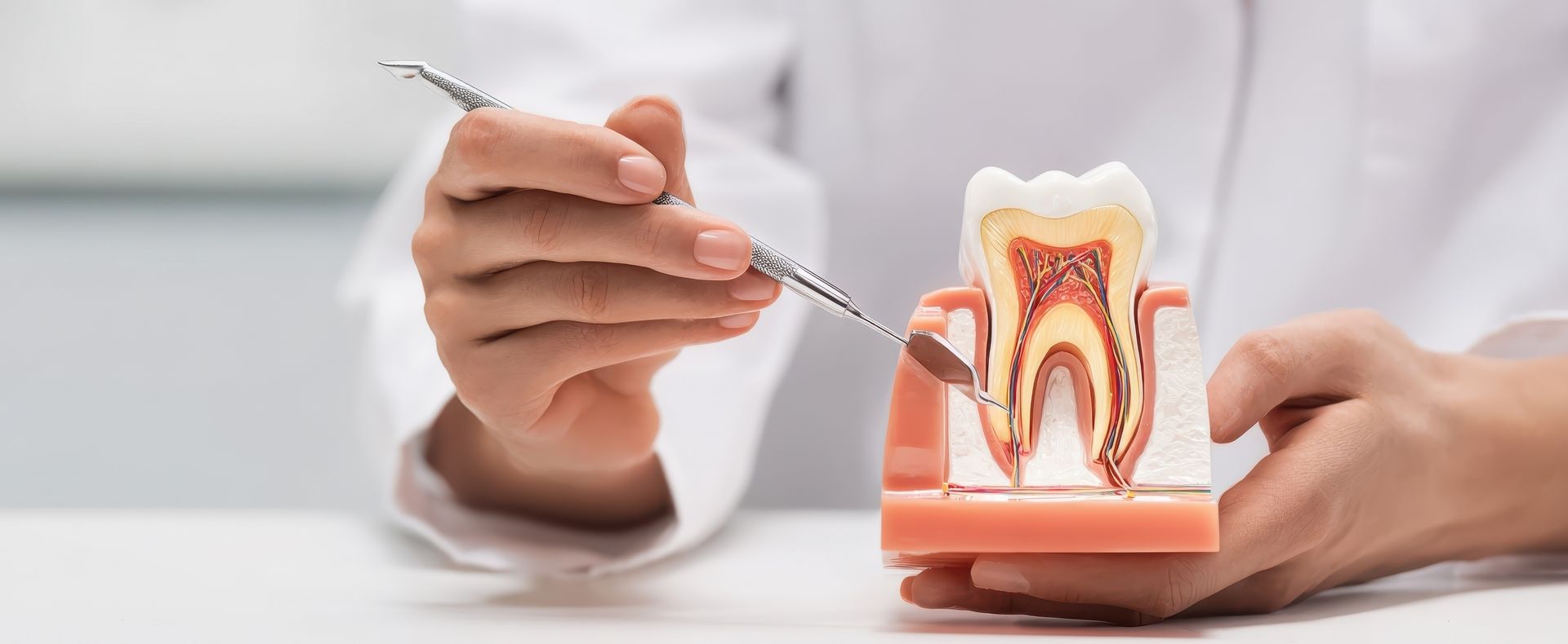 The tooth model held by dental professional demonstrating root canal anatomy and treatment.