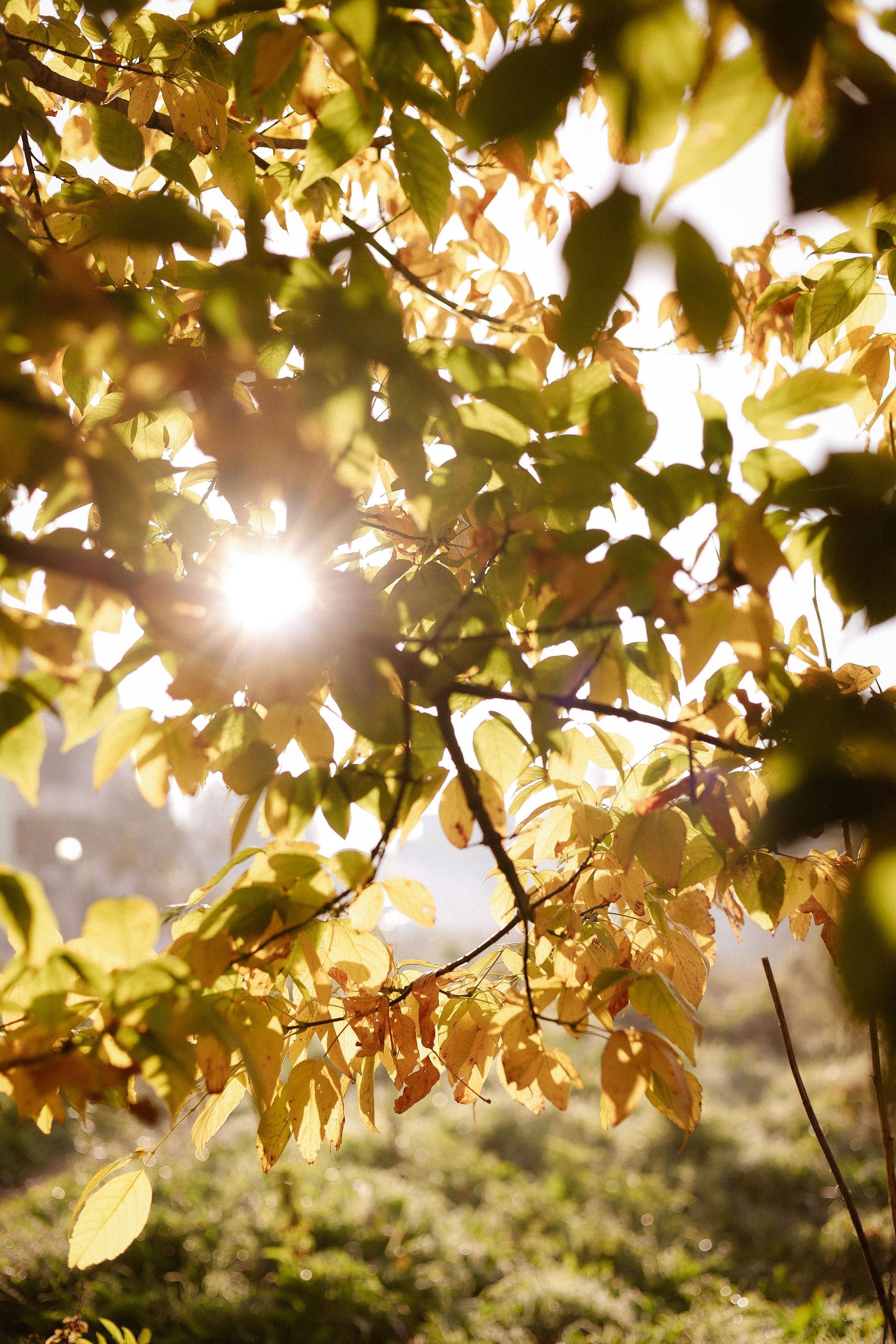 Atemübung, Pflanzen-Energie wahrnehmen, online, Heilmeditation-Session, Kathrin Ammon, Therapiehaus Heilstättenweg 44, NRW