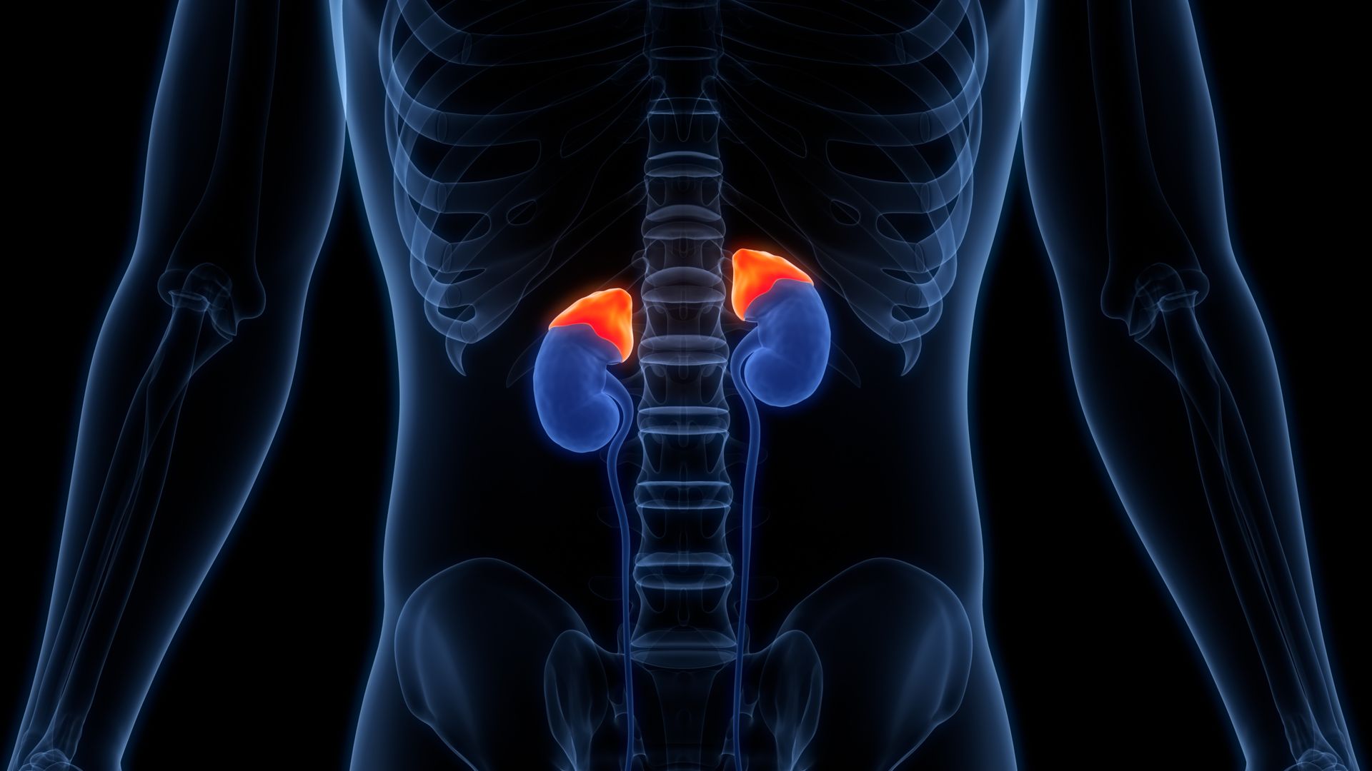 Torso humano com rins destacados em vermelho e azul sobre um fundo escuro de ilustração médica.