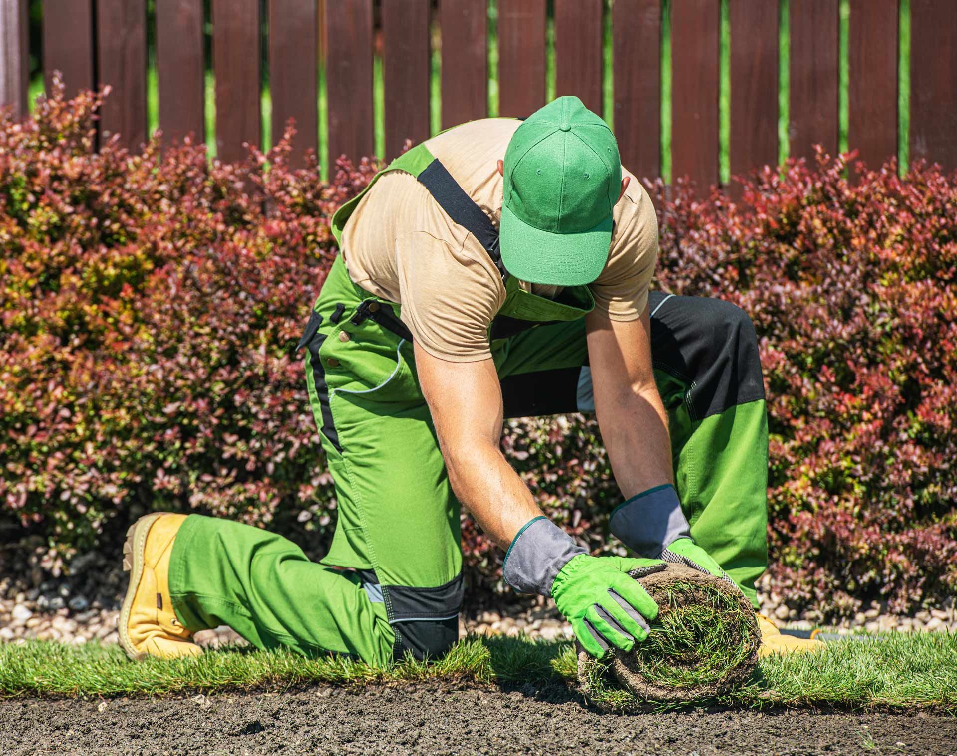 Gardener kneeling, laying sod in front of red bushes and a brown fence.