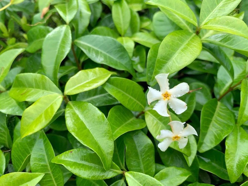 Green leaves and small white flowers with yellow centers. Green leaves and small white flowers with yellow centers.