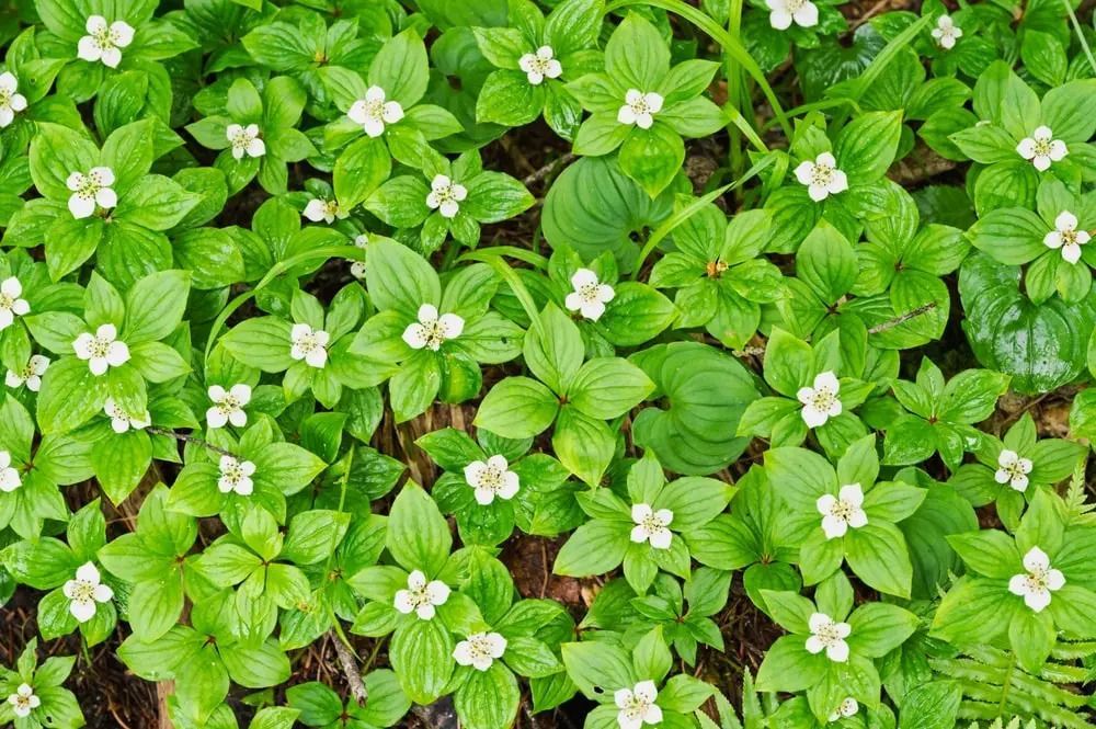 Green ground cover with small white flowers. Green ground cover with small white flowers.