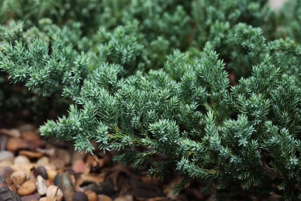 Low-growing, bluish-green juniper shrub with scale-like foliage. Partially visible, light brown pebbles in foreground. Low-growing, bluish-green juniper shrub with scale-like foliage. Partially visible, light brown pebbles in foreground.
