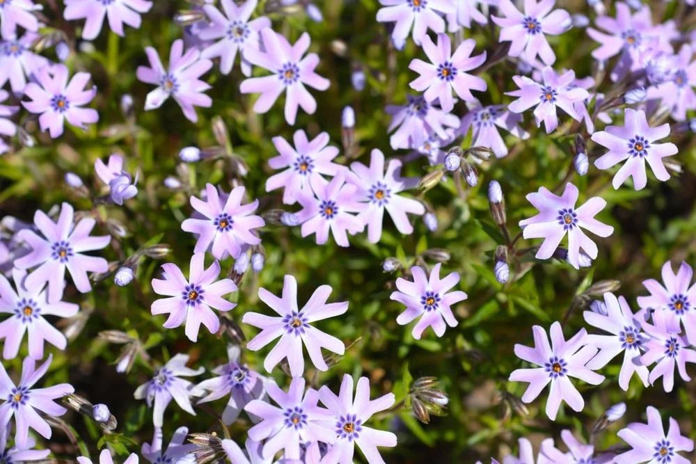 Purple phlox flowers blooming with green foliage. Purple phlox flowers blooming with green foliage.