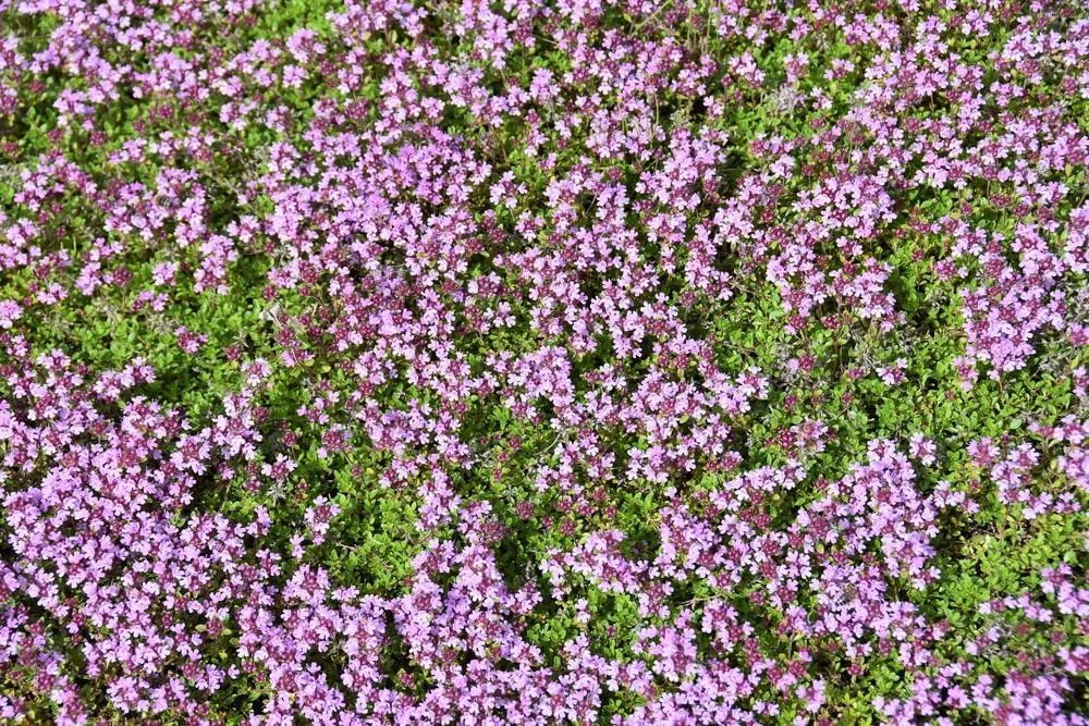 Pink flowering creeping thyme covers a green ground cover. Pink flowering creeping thyme covers a green ground cover.