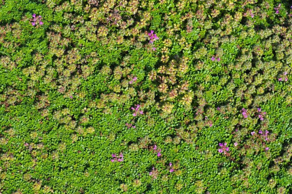 Green roof with varied green and tan plants, some purple flowers. Green roof with varied green and tan plants, some purple flowers.