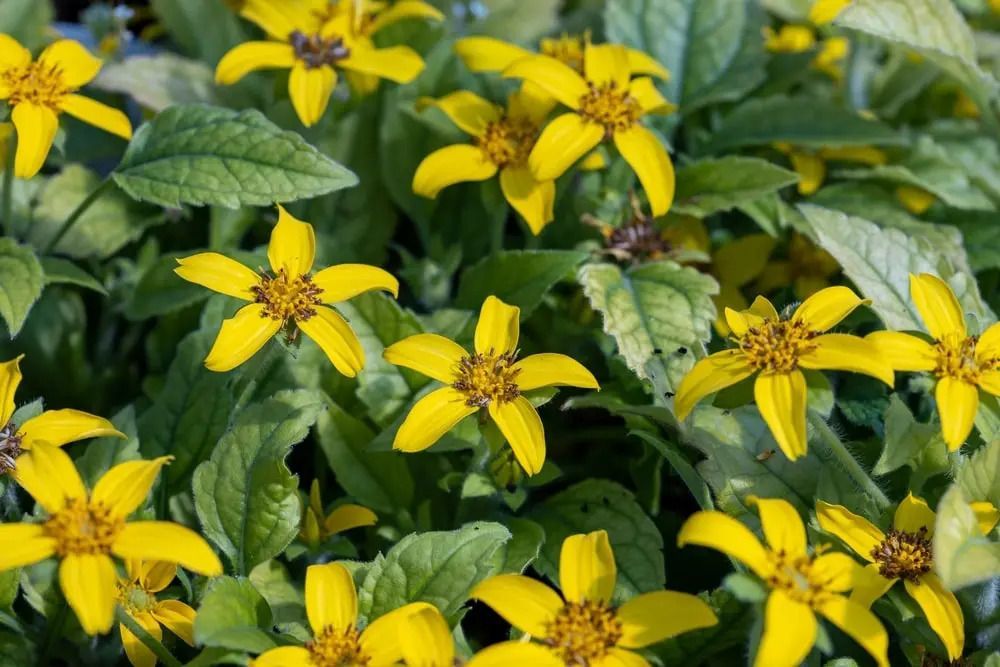 Yellow flowers with narrow petals and brown centers among green foliage. Yellow flowers with narrow petals and brown centers among green foliage.