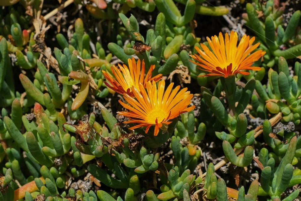 Orange flowers bloom amidst green, succulent foliage. Orange flowers bloom amidst green, succulent foliage.