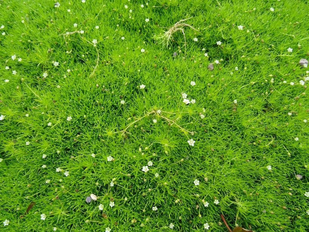 Green moss ground cover with small white flowers. Green moss ground cover with small white flowers.